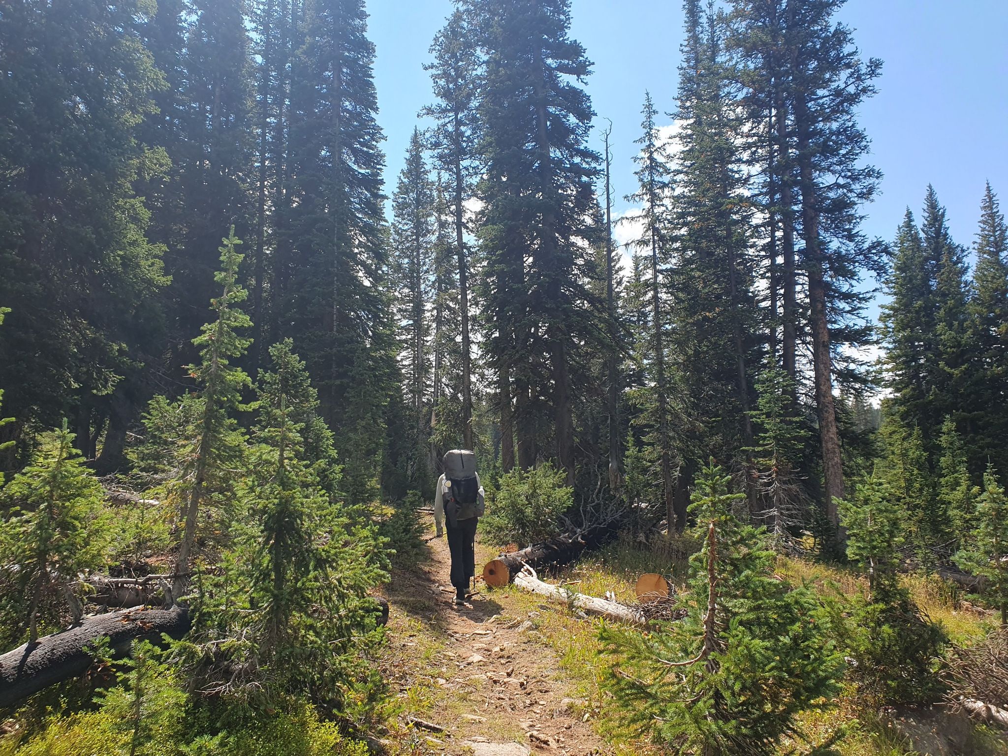 A hiker with a backpack walks on a dirt path through a sunny evergreen forest. - Huston Park Trail