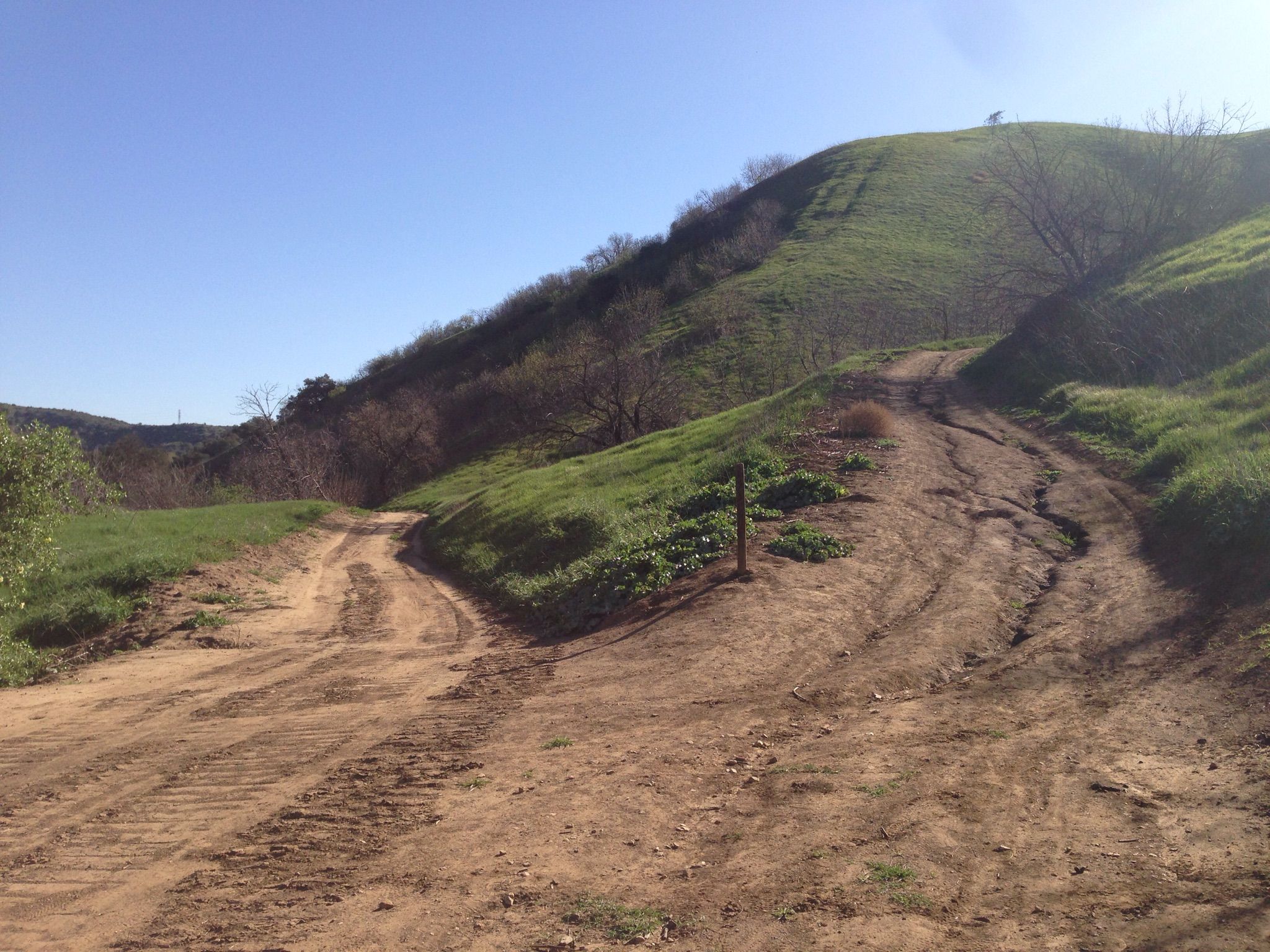 A fork in a dirt road on a green hillside under a clear sky. - Little Canyon Loop