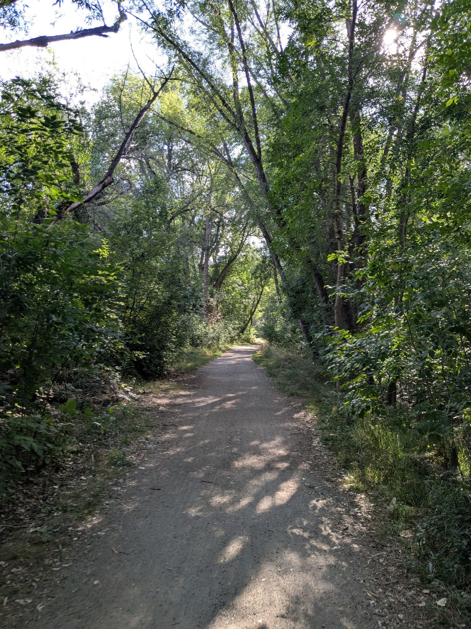 Shaded dirt path through dense green trees on a sunny day. - Twin Lakes – Twin Lakes Trail loop from Gunbarrel