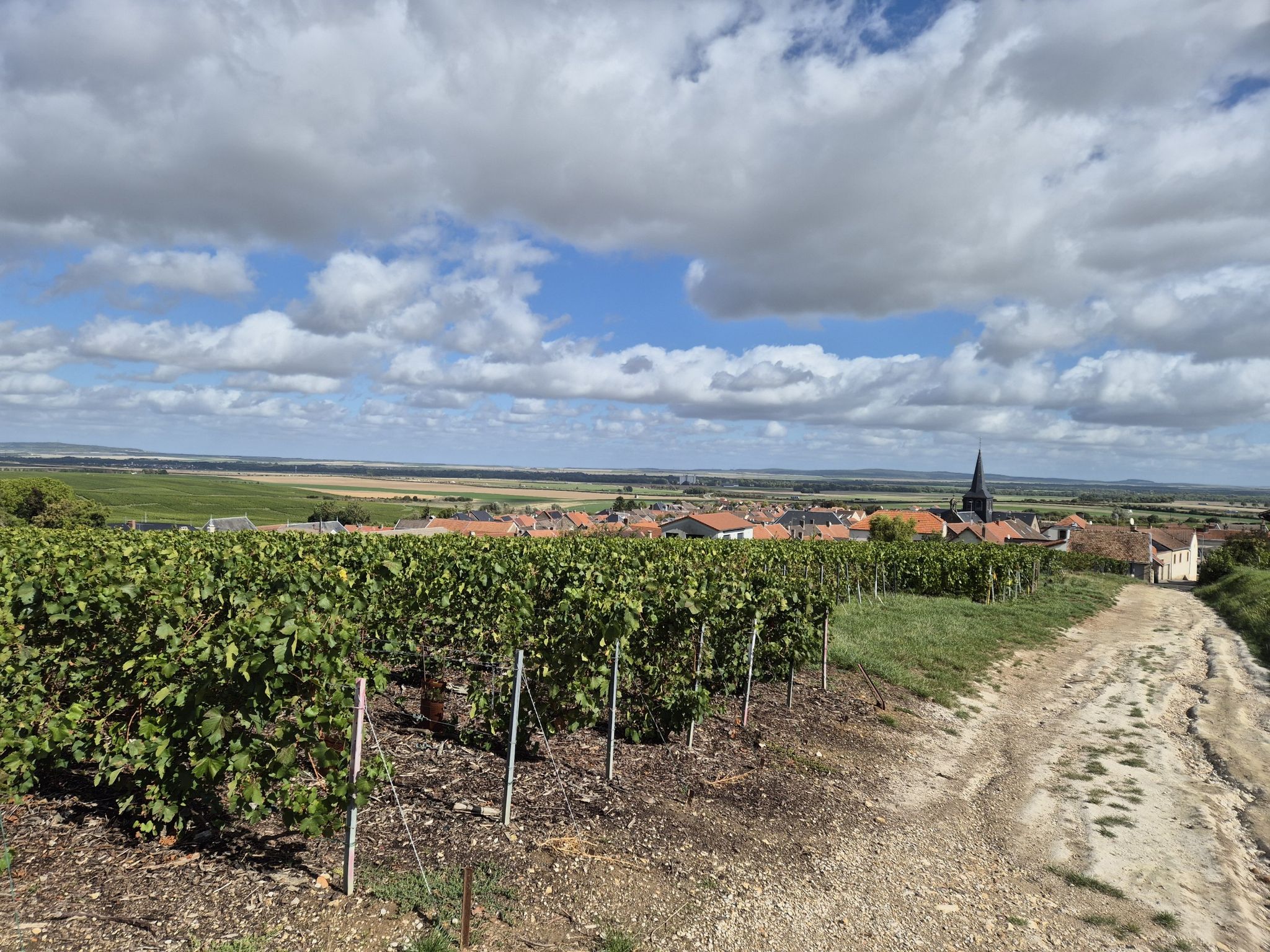 Weinberge Champagne
