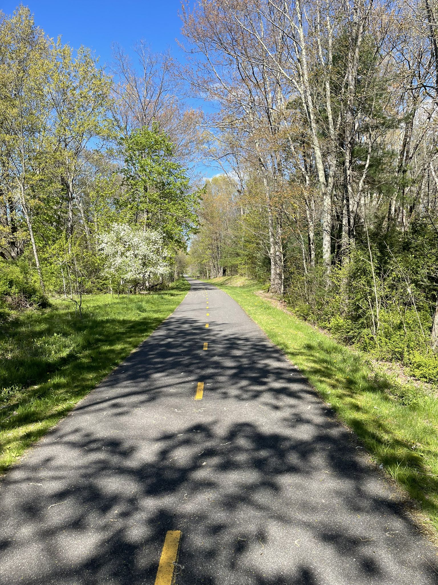 Paved path with yellow lines, surrounded by green grass and tall trees. - Manhan Rail Trail