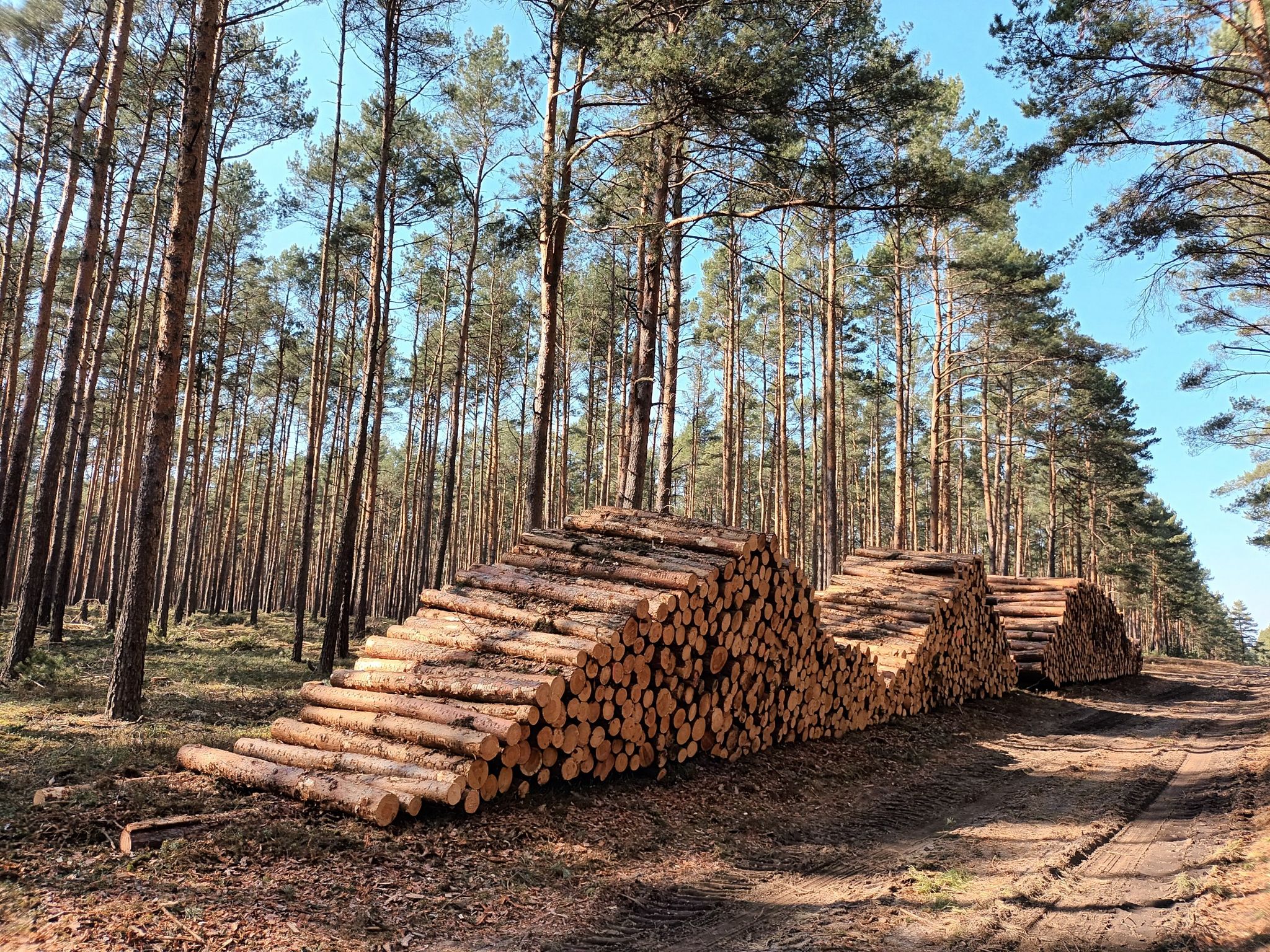 jede Menge Holz