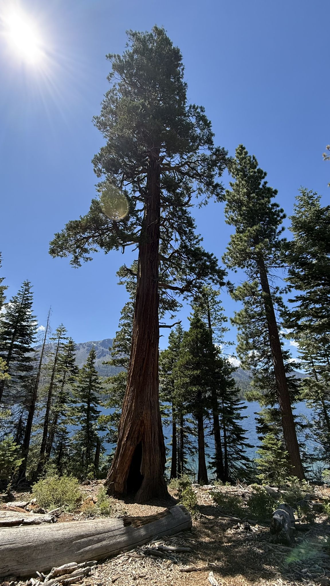 Very tall tree with a hollow base, lake and forest in background. - Tahoe Mountain Loop