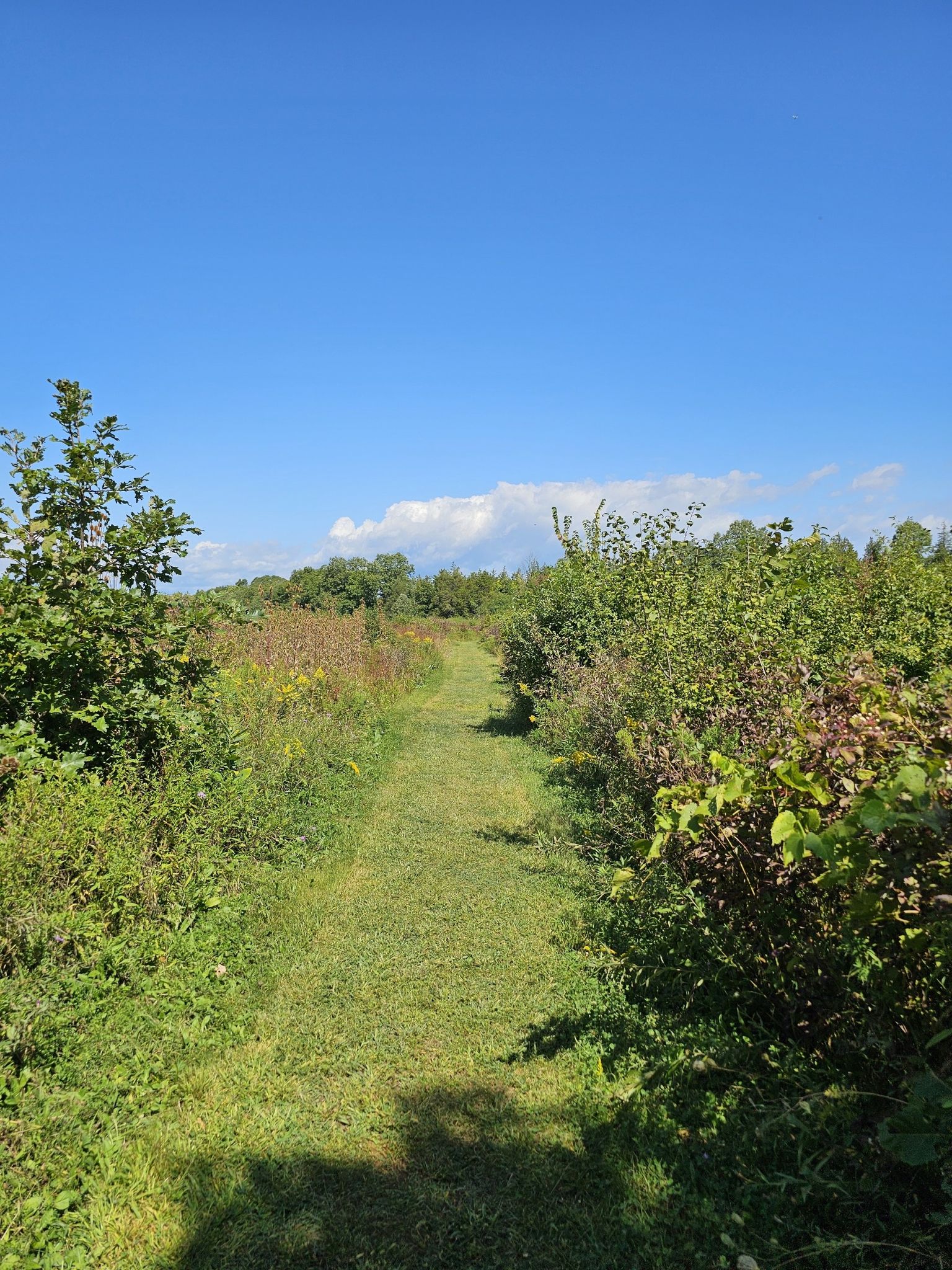Grassy path winding through dense green bushes under a clear blue sky. - Blue and Yellow Trail Loop