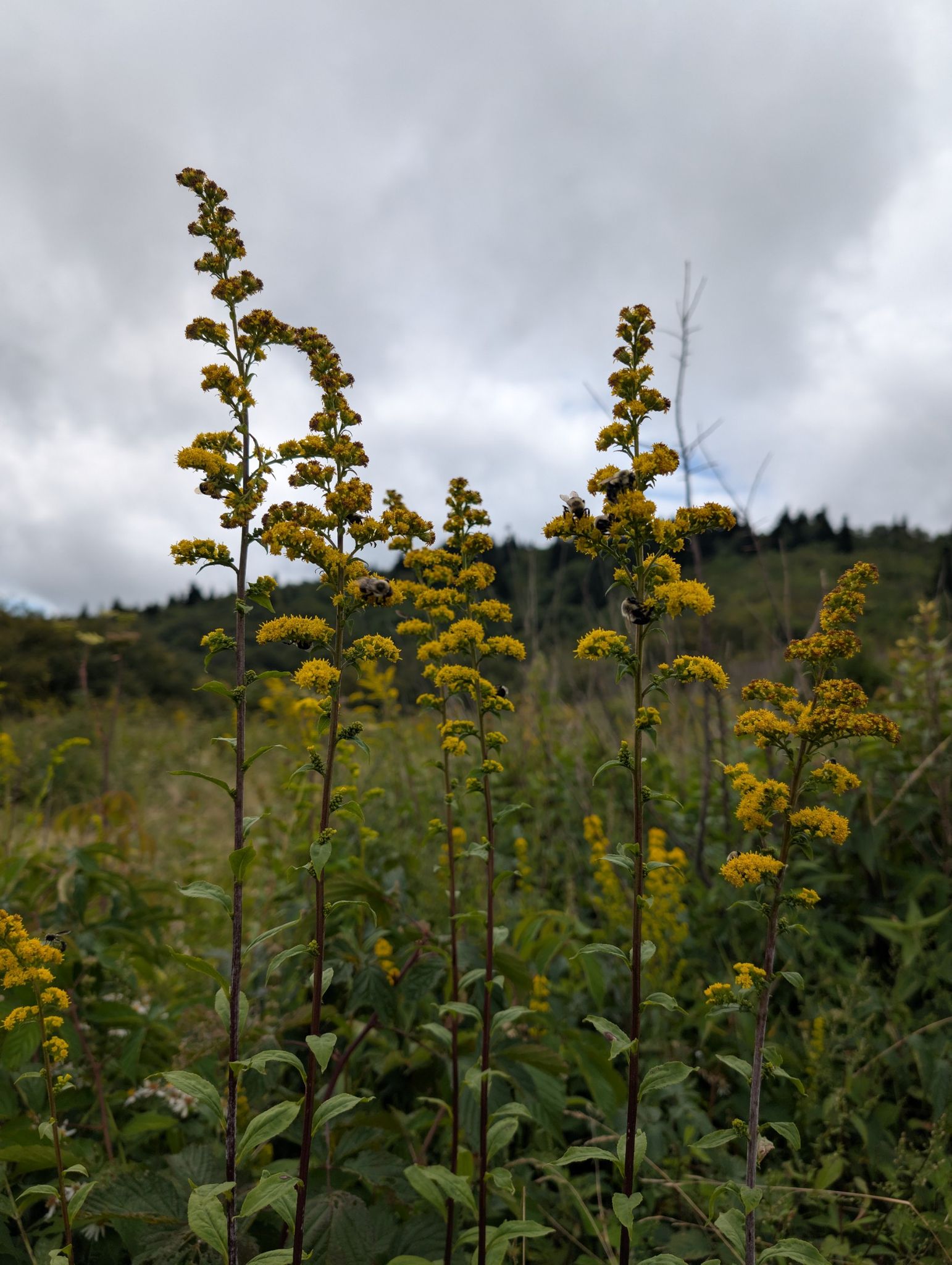 Close-up of tall yellow wildflowers in a grassy field under a cloudy sky. - Big East Fork, Greasy Cove, Art Loeb, and Shining Creek Loop