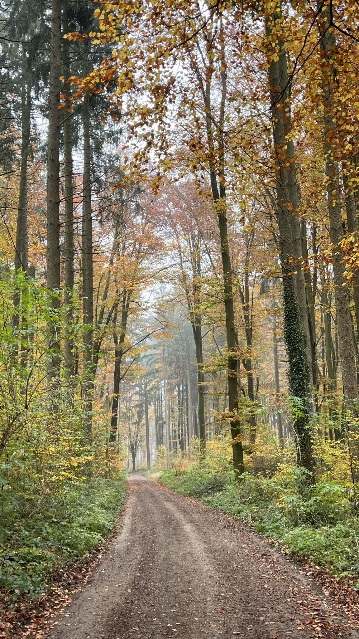 Dafür leuchtet der Höglwald schön bunt 🍁🍂