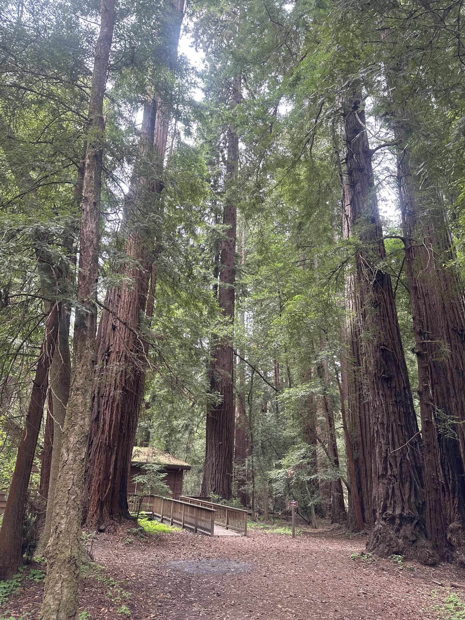 Tall trees towering over a dirt path leading to a wooden bridge. - Old Railway Bridge – Railway Bridge Over the River loop from Felton
