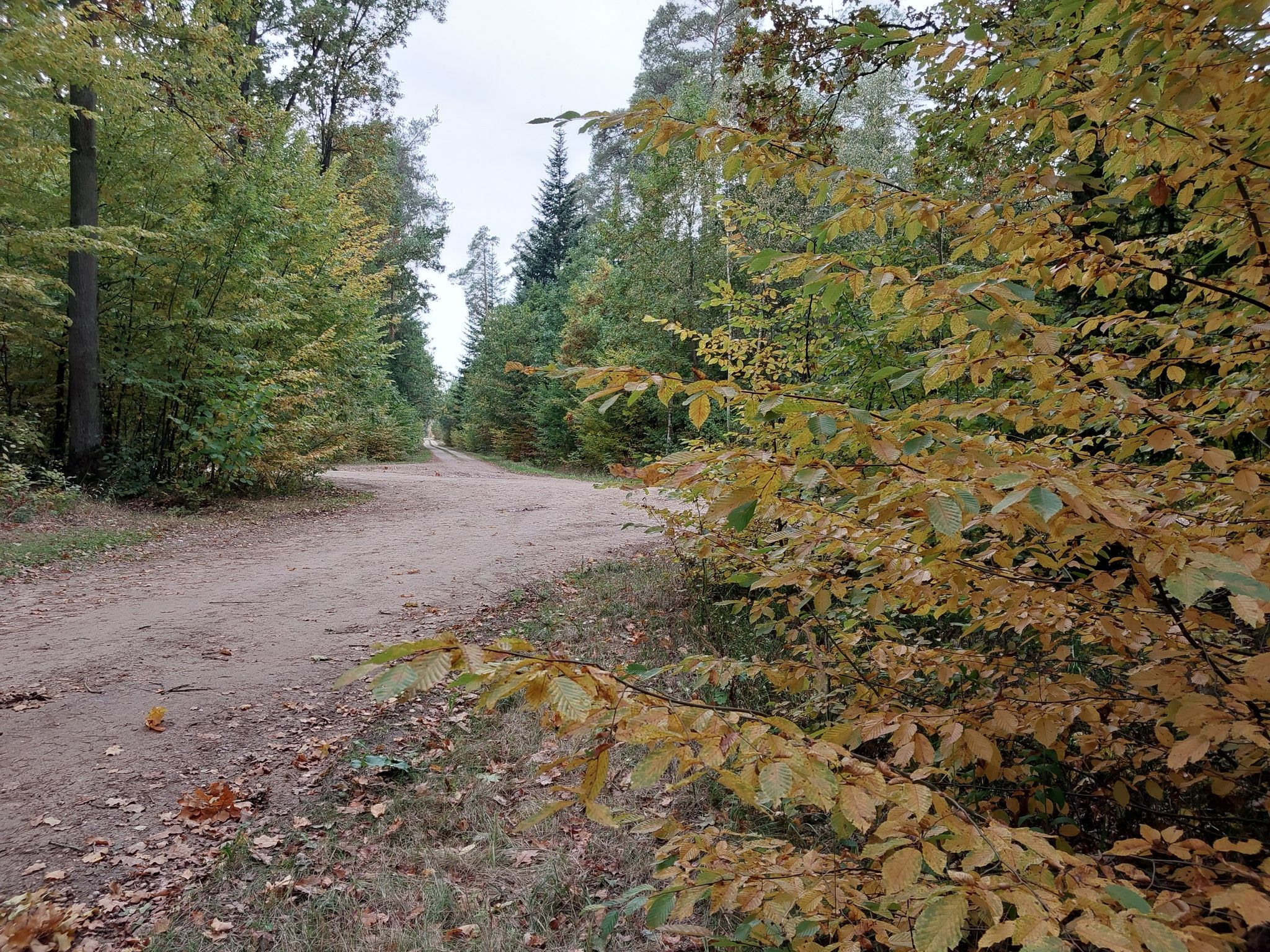 Las Gułowski..., gościniec z Gułowska do Woli Gułowskiej
