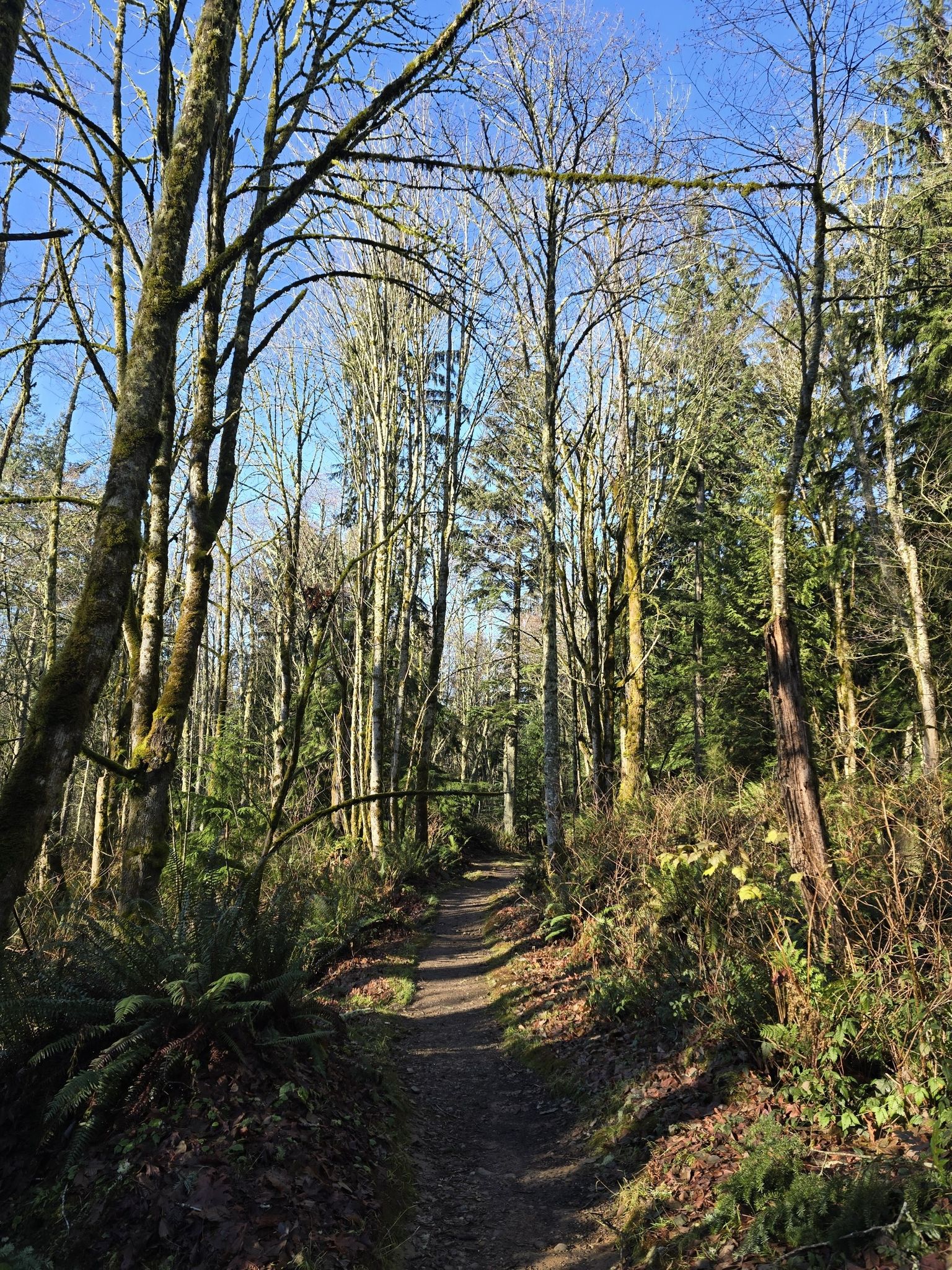A narrow dirt path winds through a forest of tall, bare trees. - Cougar Mountain to East Fork Trail via Coal Creek Falls loop