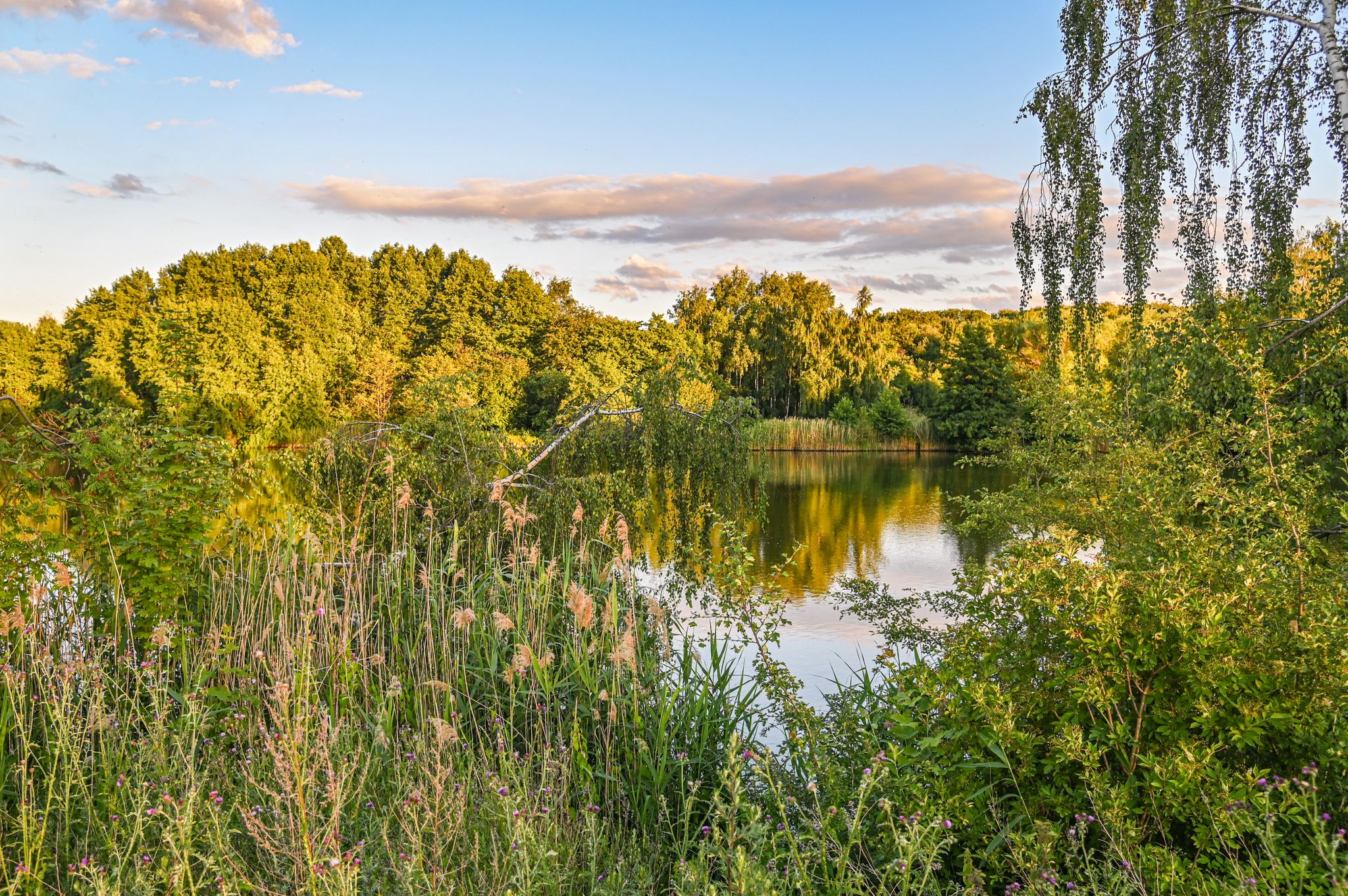 Dixbixer Teich (1)