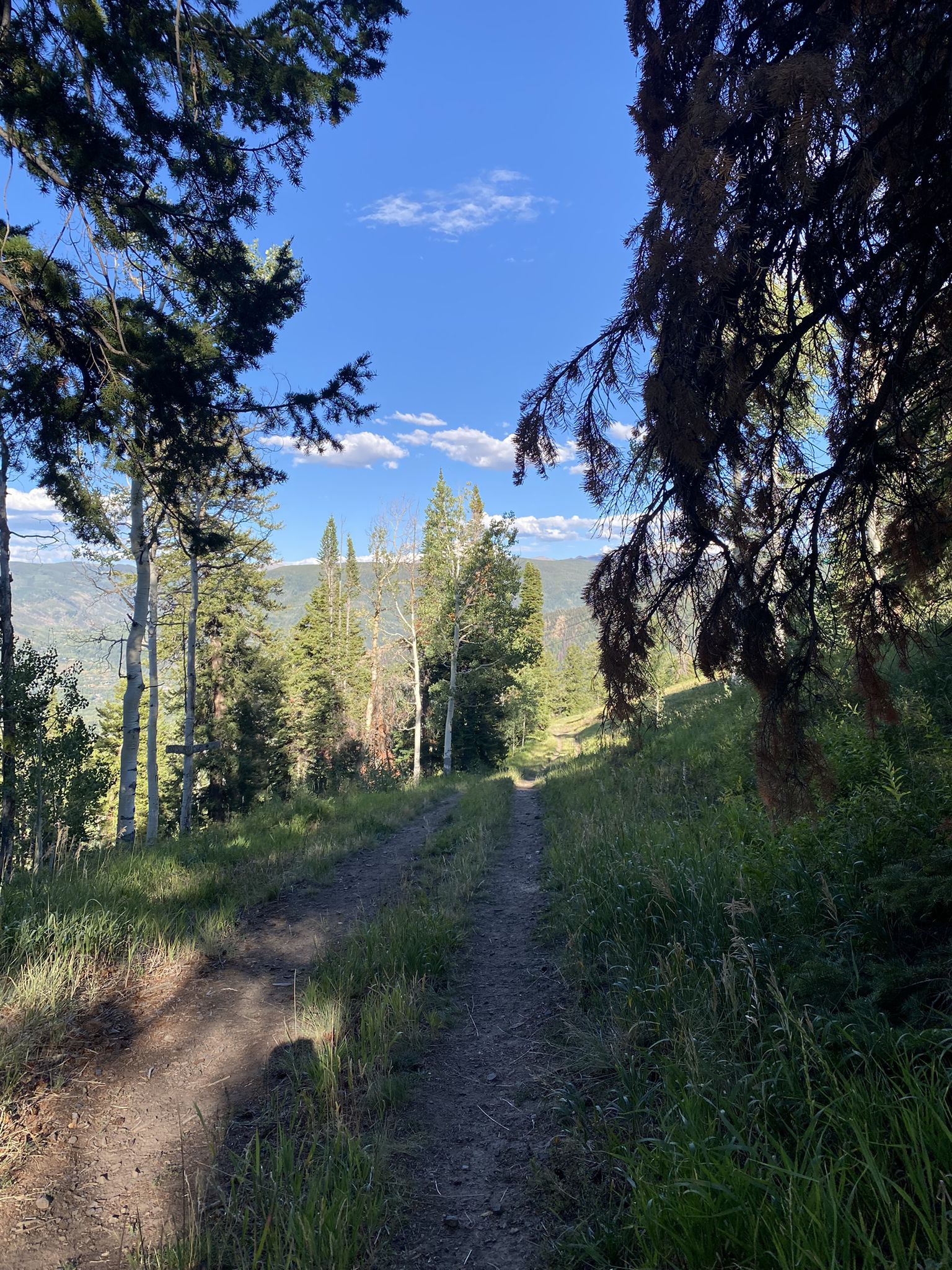 Dirt path winding through a sunlit forest with distant mountains. - Buttermilk Mountain Trail