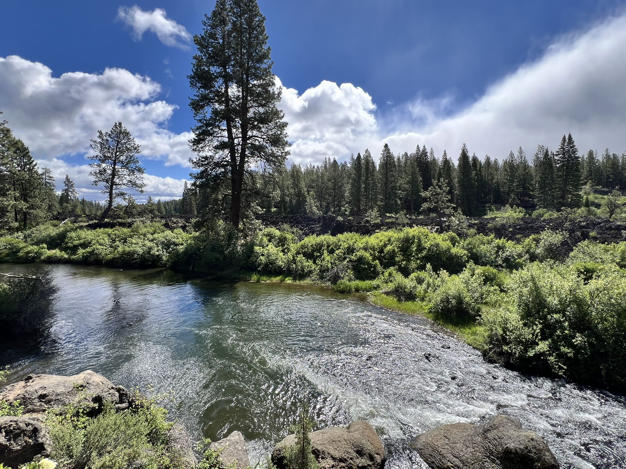 Clear river flowing past tall pines and green bushes under a bright sky. - Deschutes River Trail: Meadow Day Use Area to Lava Island