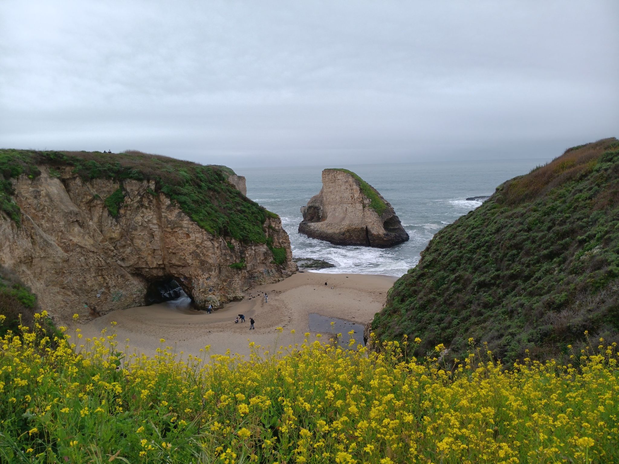 Overcast coastal view with sea stack, sandy beach, cliffs, and yellow flowers. - Davenport Overlook – Shark Fin Cove loop from Davenport