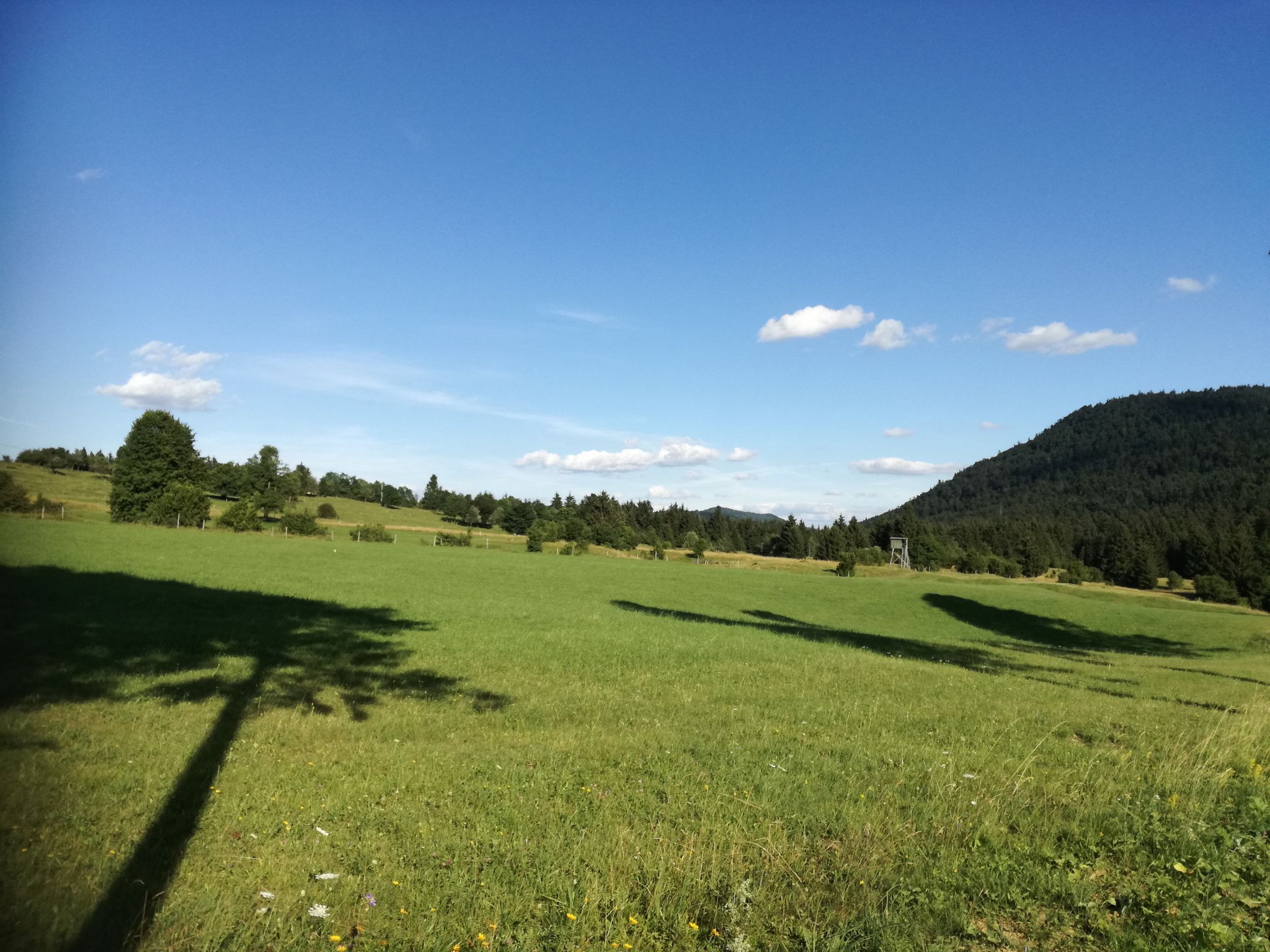 Padež