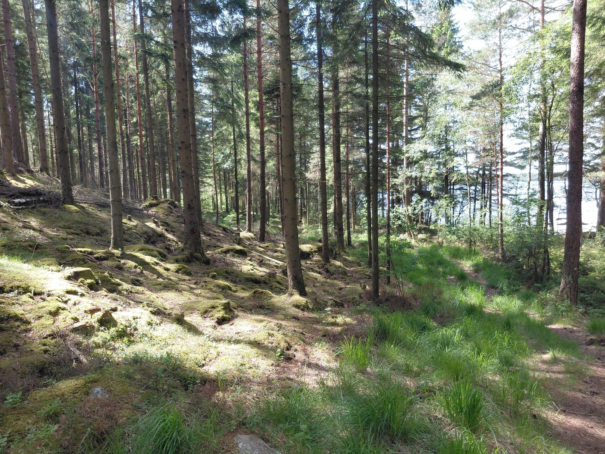 Pfad zum See