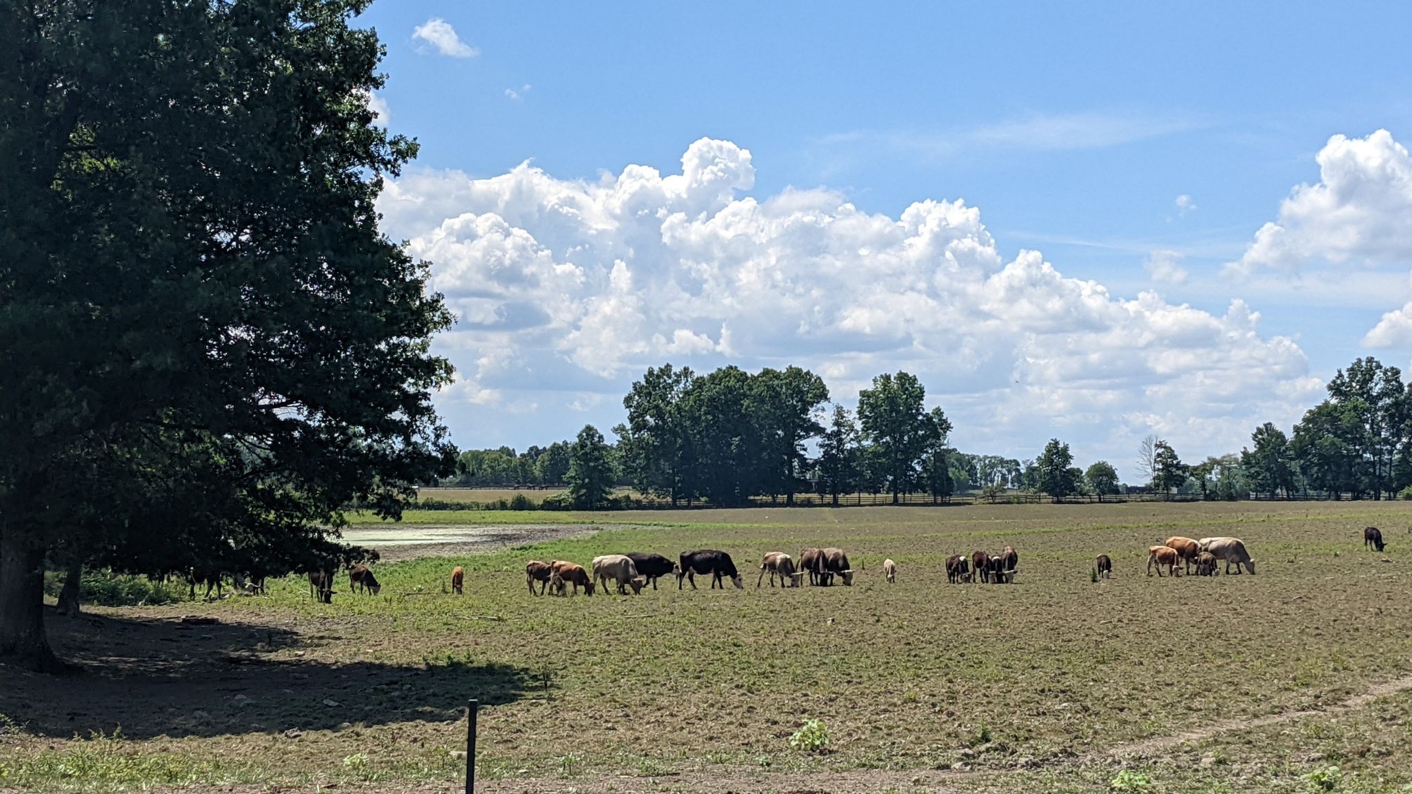 Cattle graze in a sunny, dry field with a large tree and white clouds. - Wallkill Valley Rail Trail Loop from Marlboro