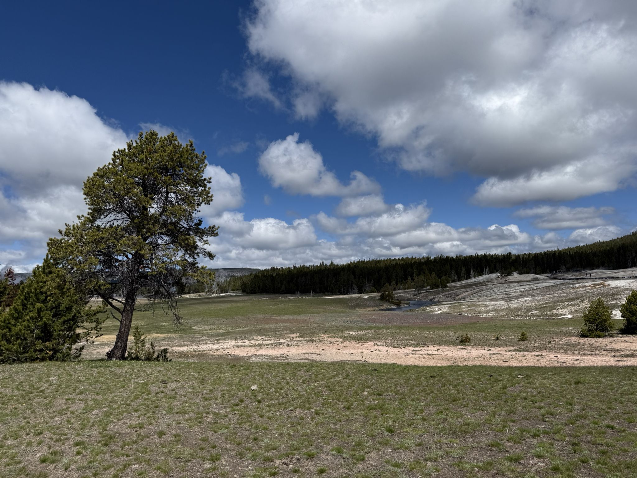 Large pine tree in a grassy field under a bright, cloudy sky. - Blue Star Spring – Old Faithful Geyser loop from Old Faithful Inn