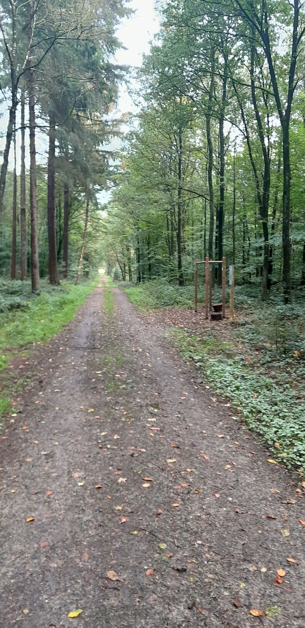 Waldweg mit Fitnessgerät