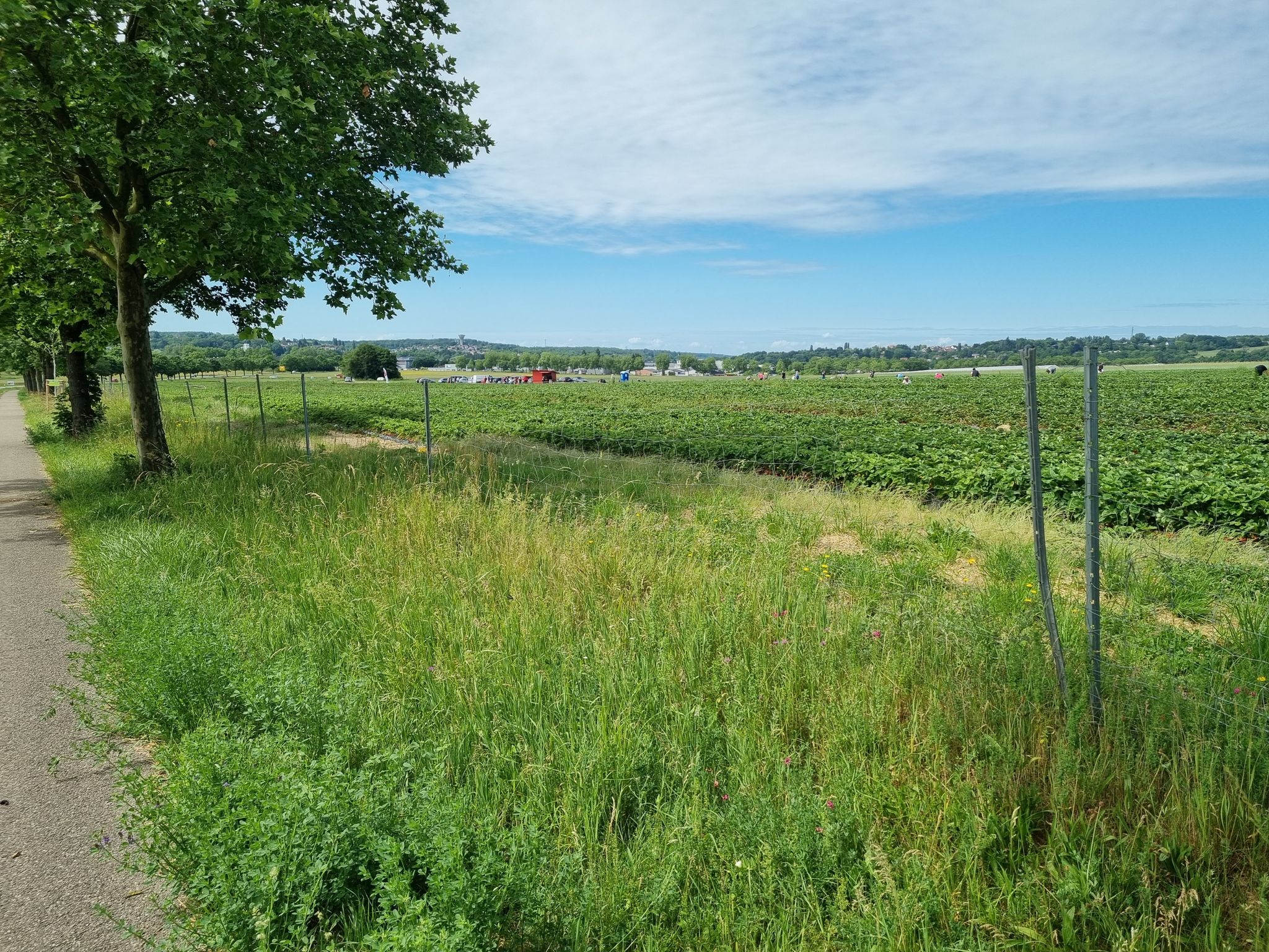 Massenandrang auf dem Erdbeerfeld