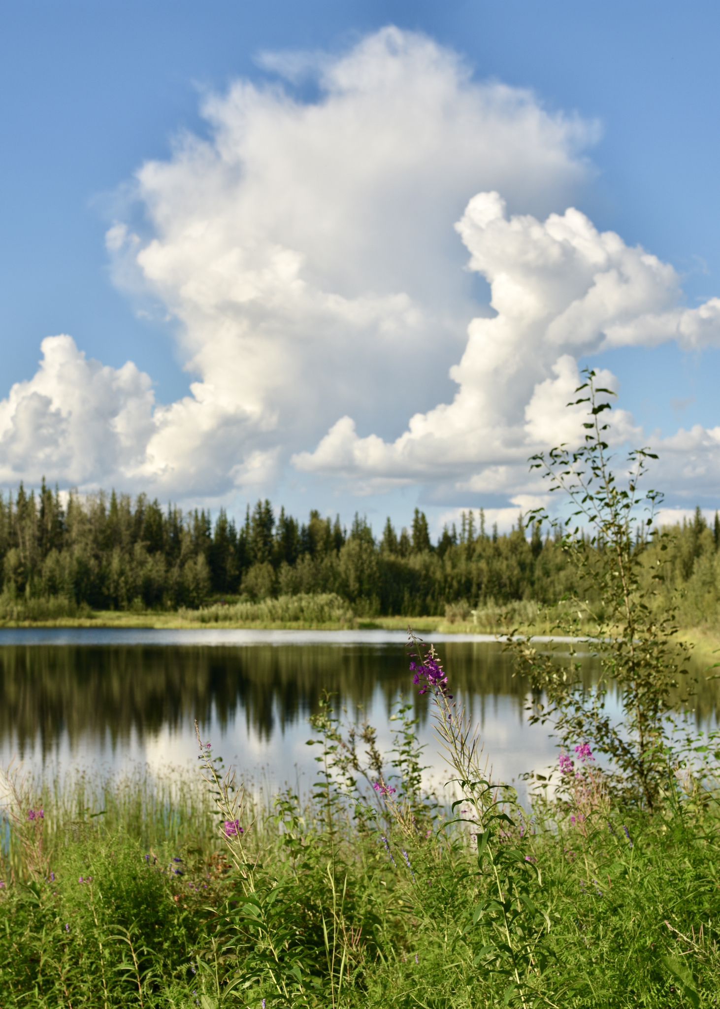 Calm lake reflecting sky and forest under bright, cloudy skies. Wildflowers in foreground. - Creamer's Field and Wander Lake Loop