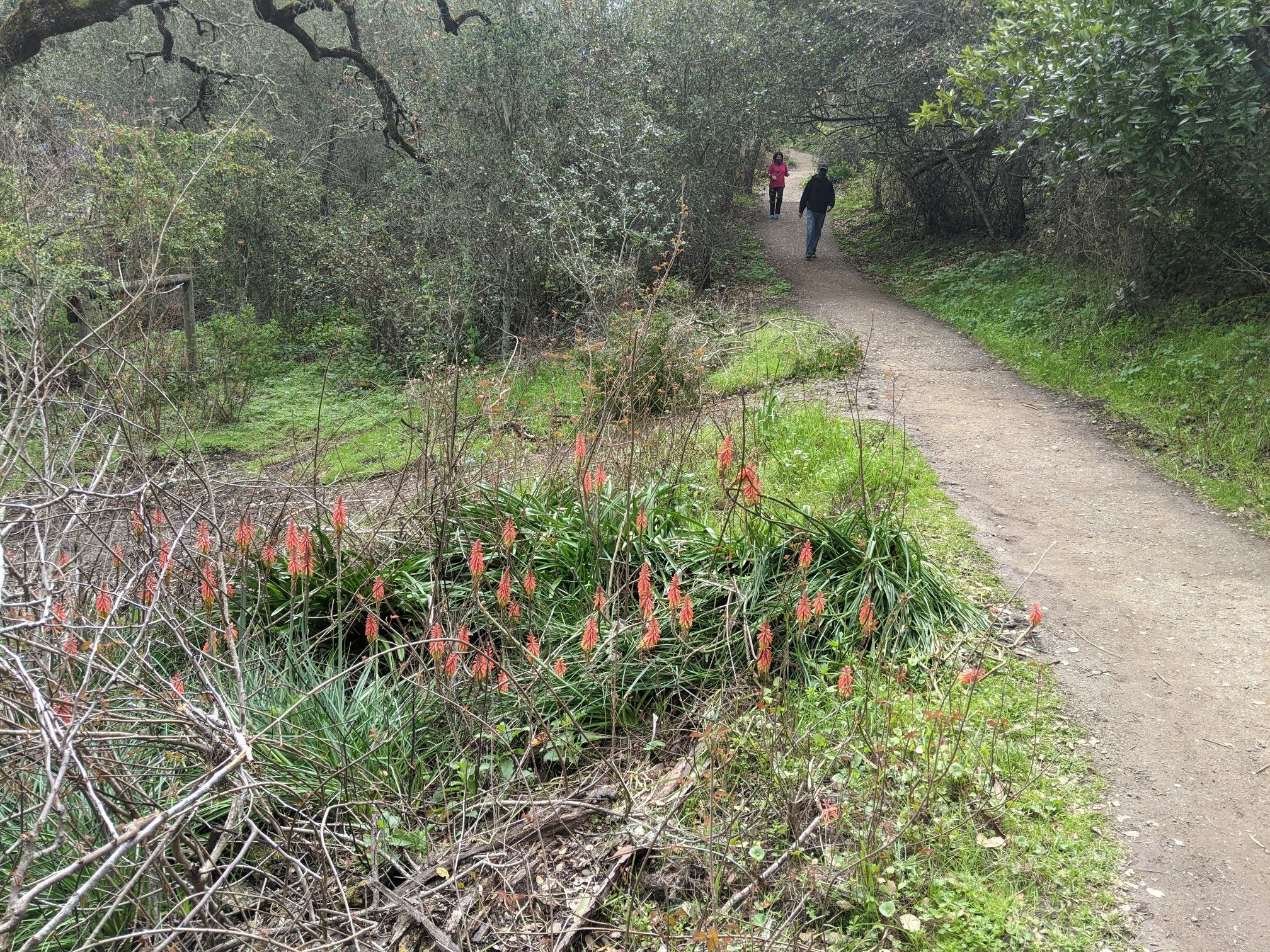 Two people walk on a dirt path past red-orange flowers and green foliage. - Hiking loop from Pulgas Ridge Open Space Preserve