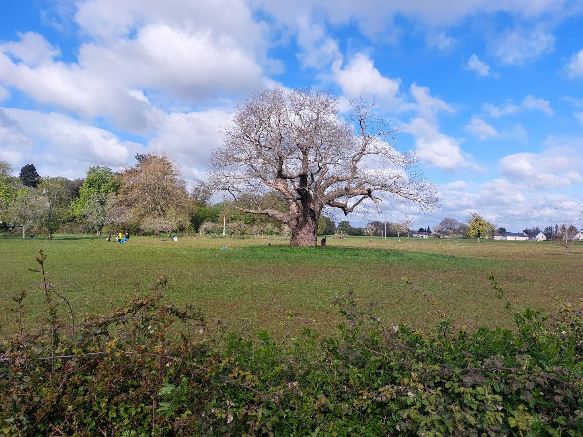 Oude Boom
