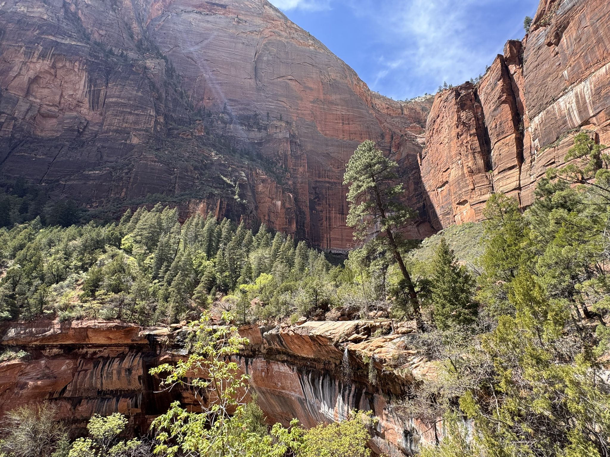 Massive red canyon wall with pine trees growing on ledges and a bright sky. - Emerald Falls – Emerald Pools Trail loop from Zion Lodge