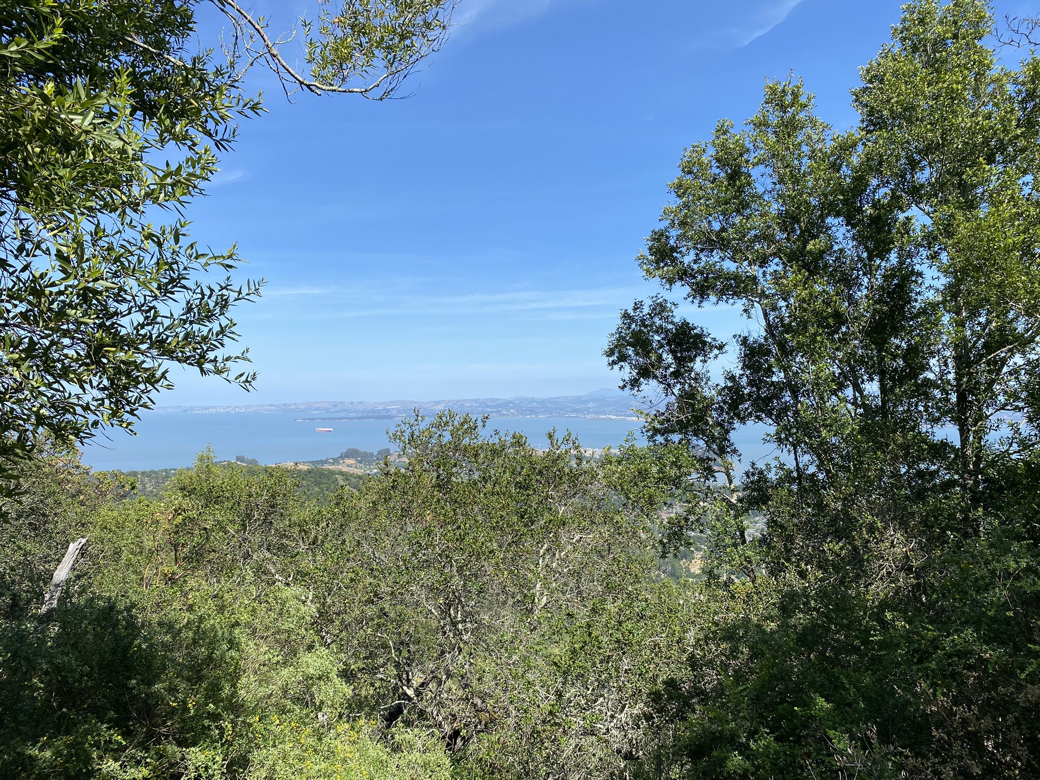 Sunny view of a distant water body through dense green tree foliage. - Gold Hill Grade and Bay View Trail Loop