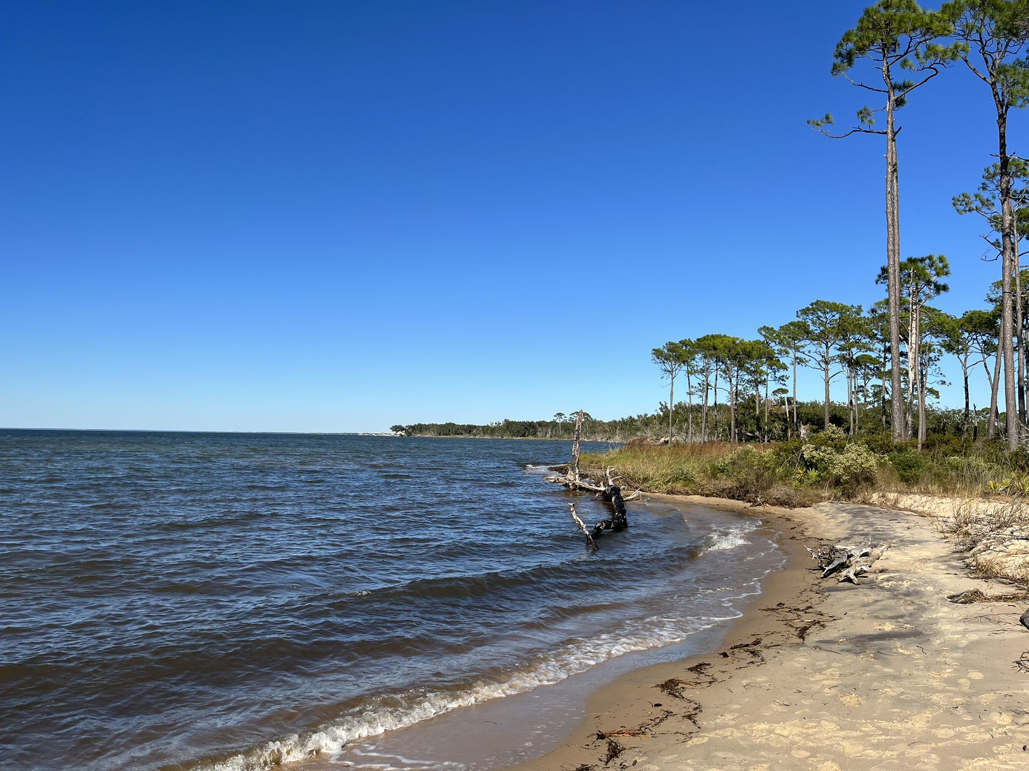 Sandy beach and calm water with tall pine trees under a clear blue sky. - Brown's Pond, Borrow Pit, and Andrew Jackson Loop