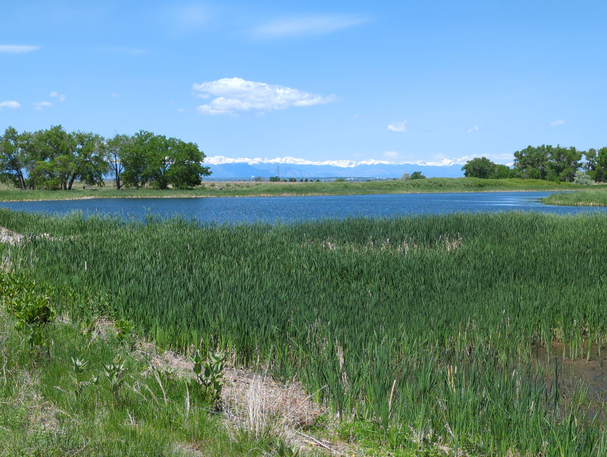 A calm lake surrounded by lush green reeds under a bright blue sky. - Lake Ladora, Lake Mary, and Prairie Trail Loop