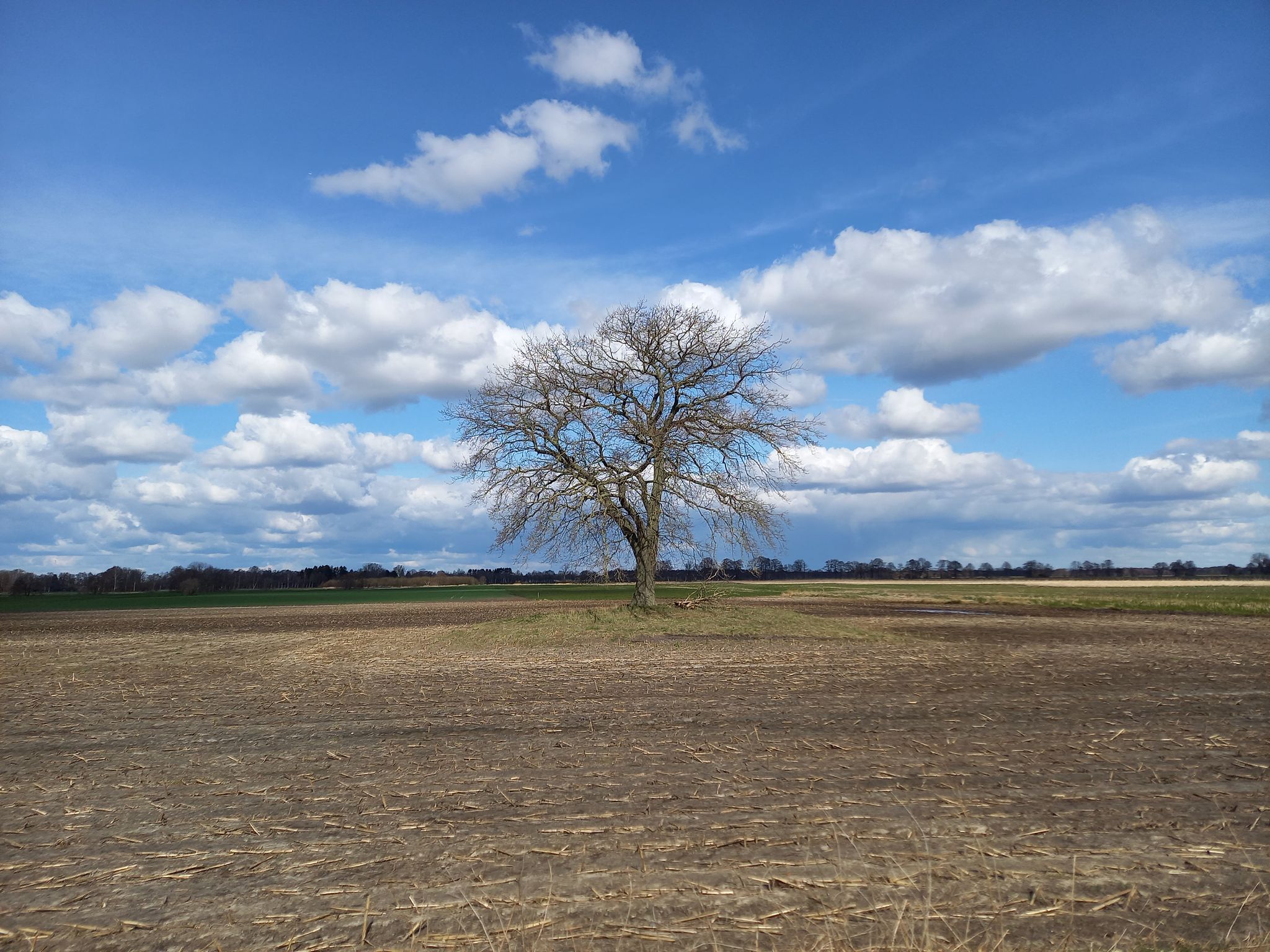 Einsamer Baum