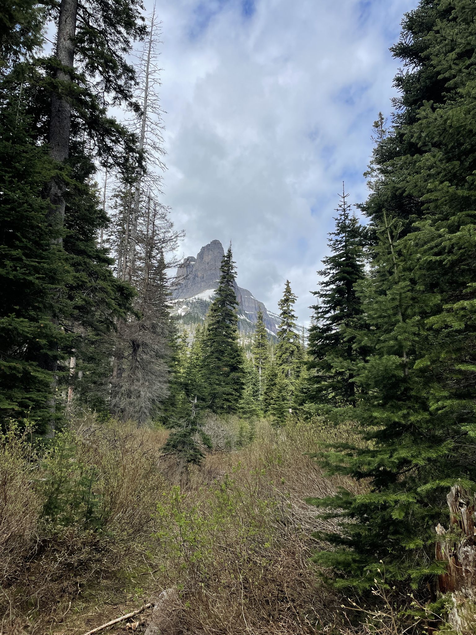 Dense forest frames a distant, pointed mountain peak under a cloudy sky. - Twin Falls Trail