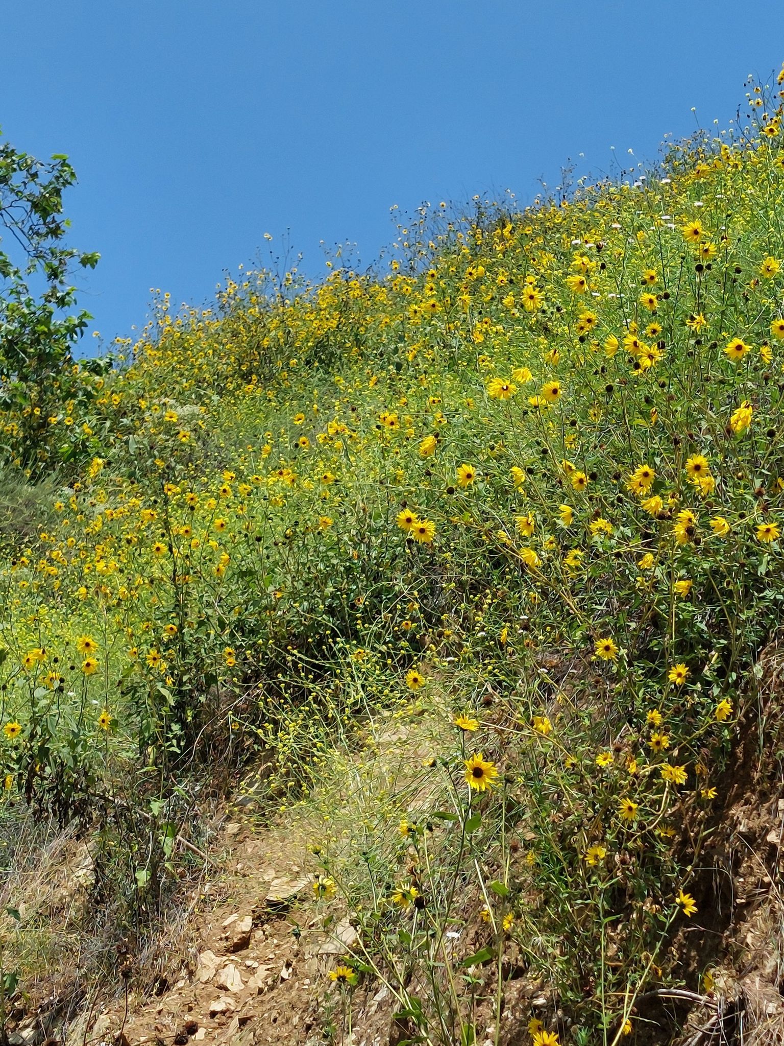 Sunny hillside covered in vibrant yellow wildflowers under a clear blue sky. - Gale Mountain Loop