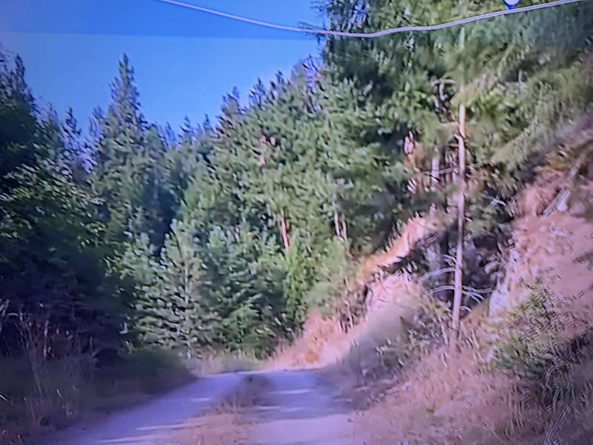 A dirt road winds through a dense evergreen forest under a clear blue sky. - Jumbo Saddle to Marshall Mountain loop