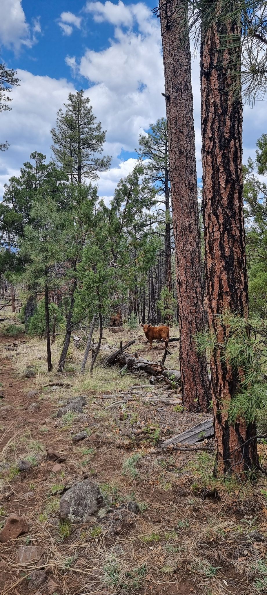 A brown animal stands among tall pine trees in a sunlit forest. - Bonanza Bill Trail