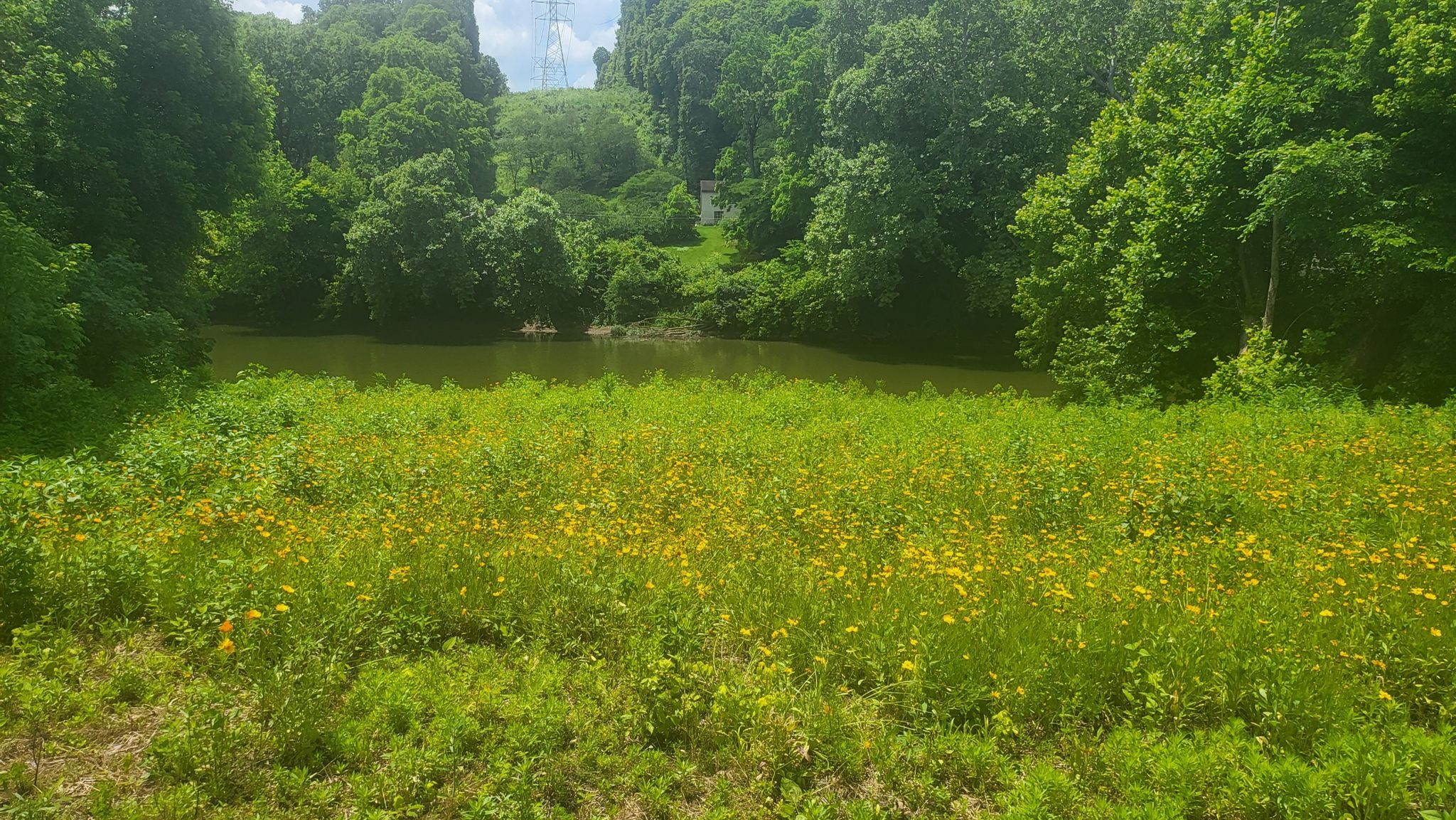 Vibrant field of yellow wildflowers with a river and green forest. - Bike loop from Foster