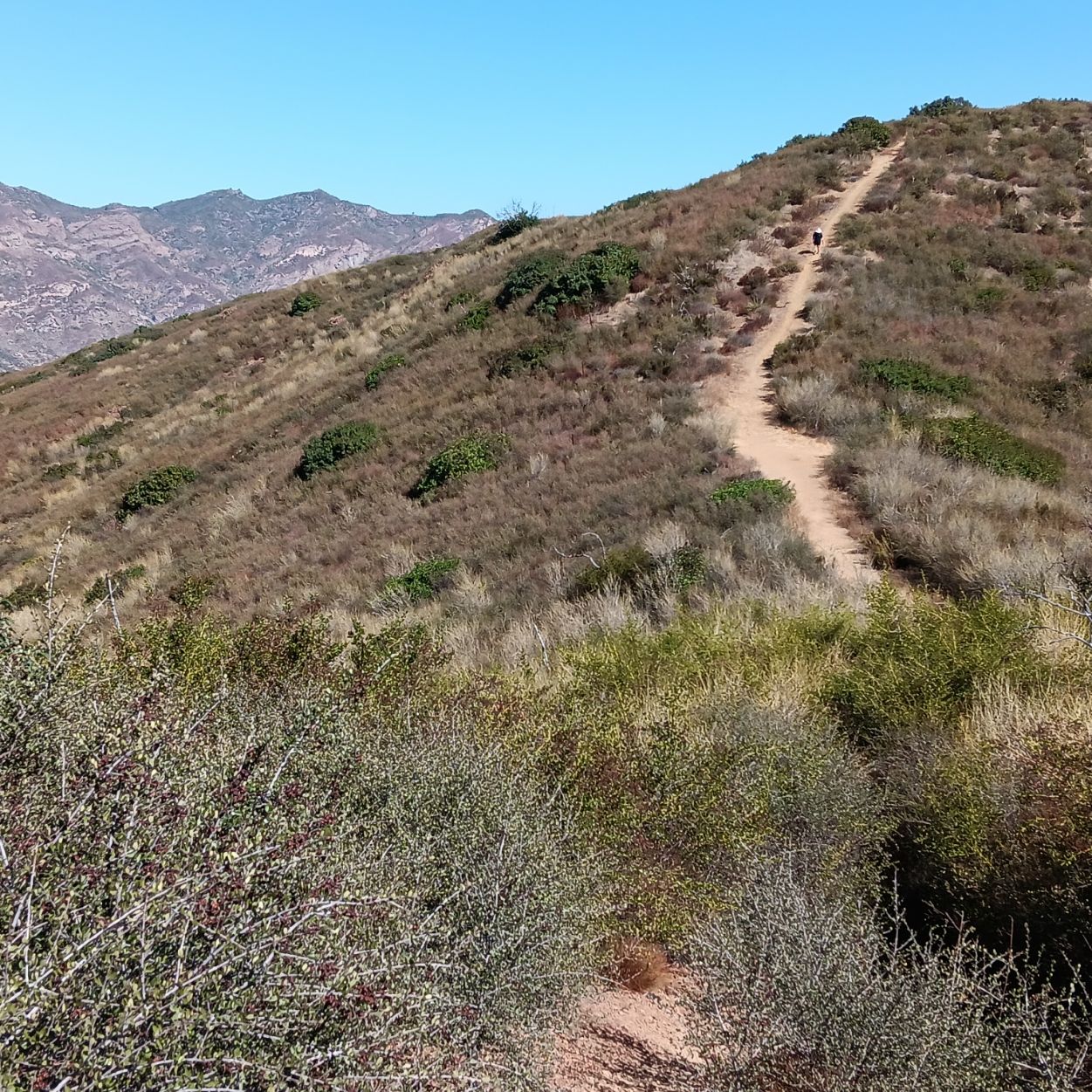A dirt trail ascends a dry, brushy hillside with a person walking. - Leo Carillo State Park – Nicolas Flat Trail View loop from Nicholas Canyon County Beach