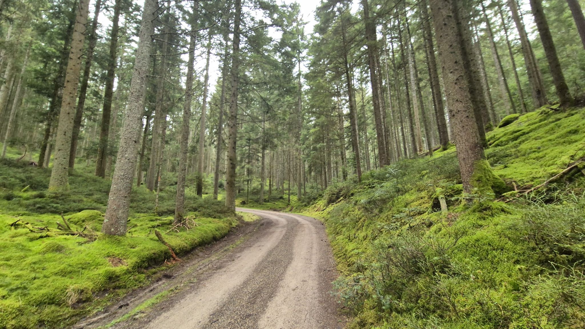 Schöner Anstieg nach Hornberg