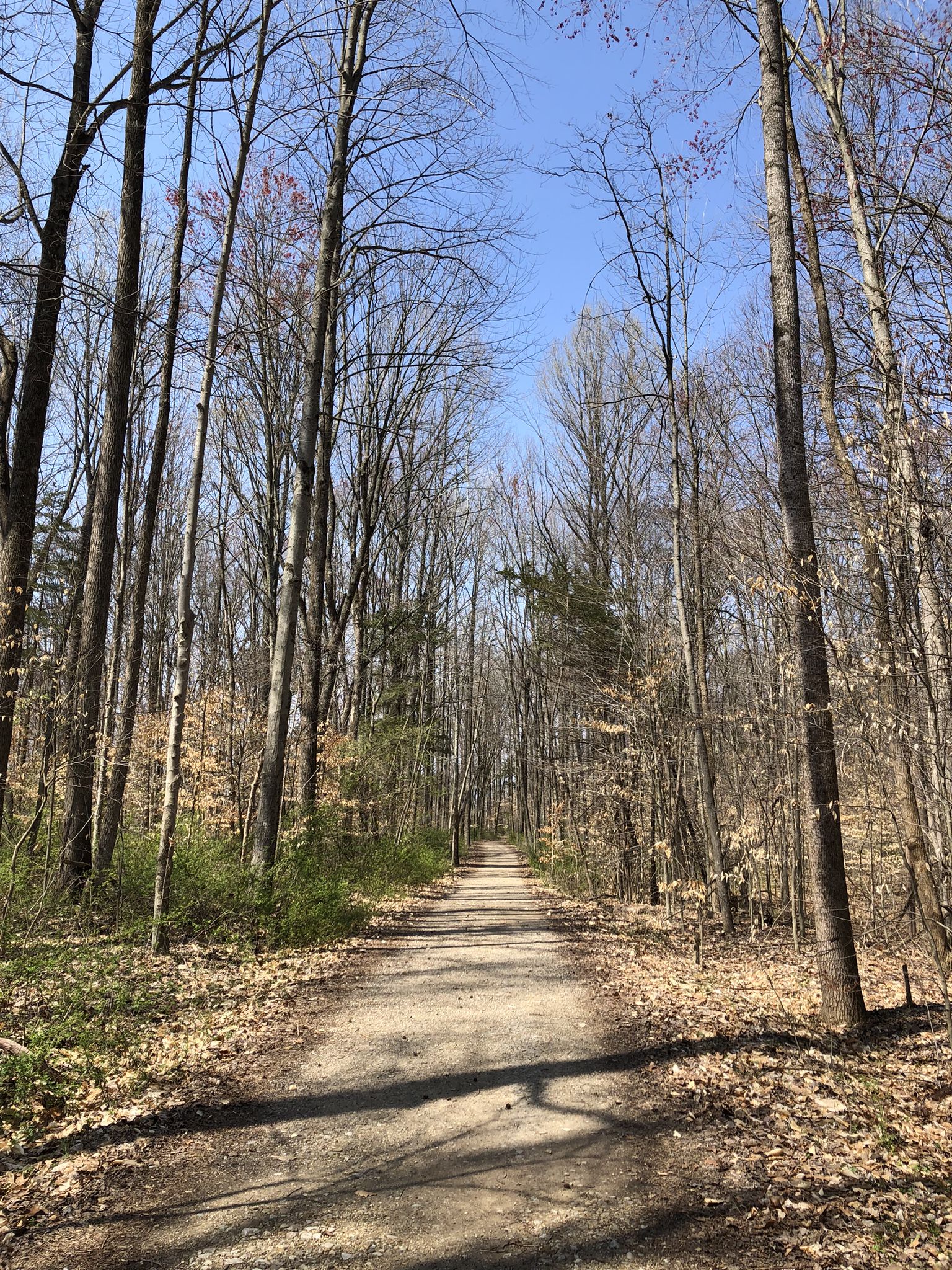 A dirt path winds through a sparse forest with tall, bare trees under blue sky. - Turkey Run Trails 3, 10, 9, and 5 Loop