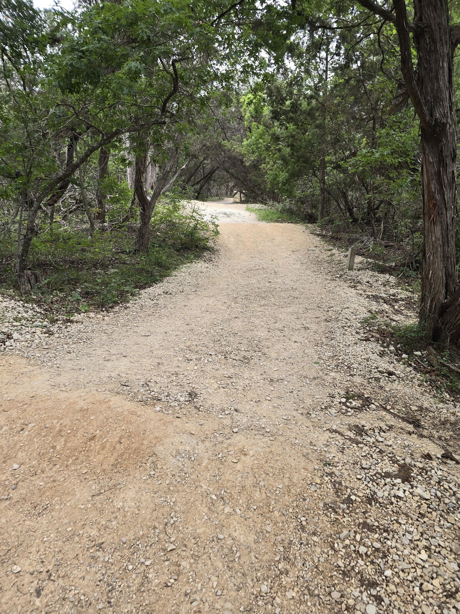 Wide, light-colored dirt path curving through a dense, green forest. - Main Loop to Vista Loop to Fern Del Trail