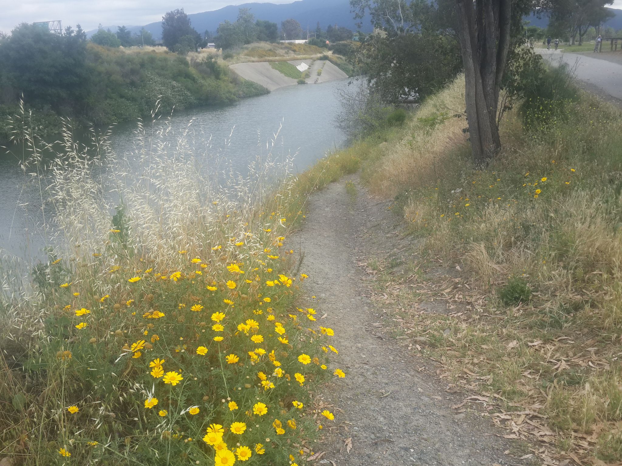 Dirt path beside a canal, yellow wildflowers in the foreground. - Fly Casting Pond loop from Campbell