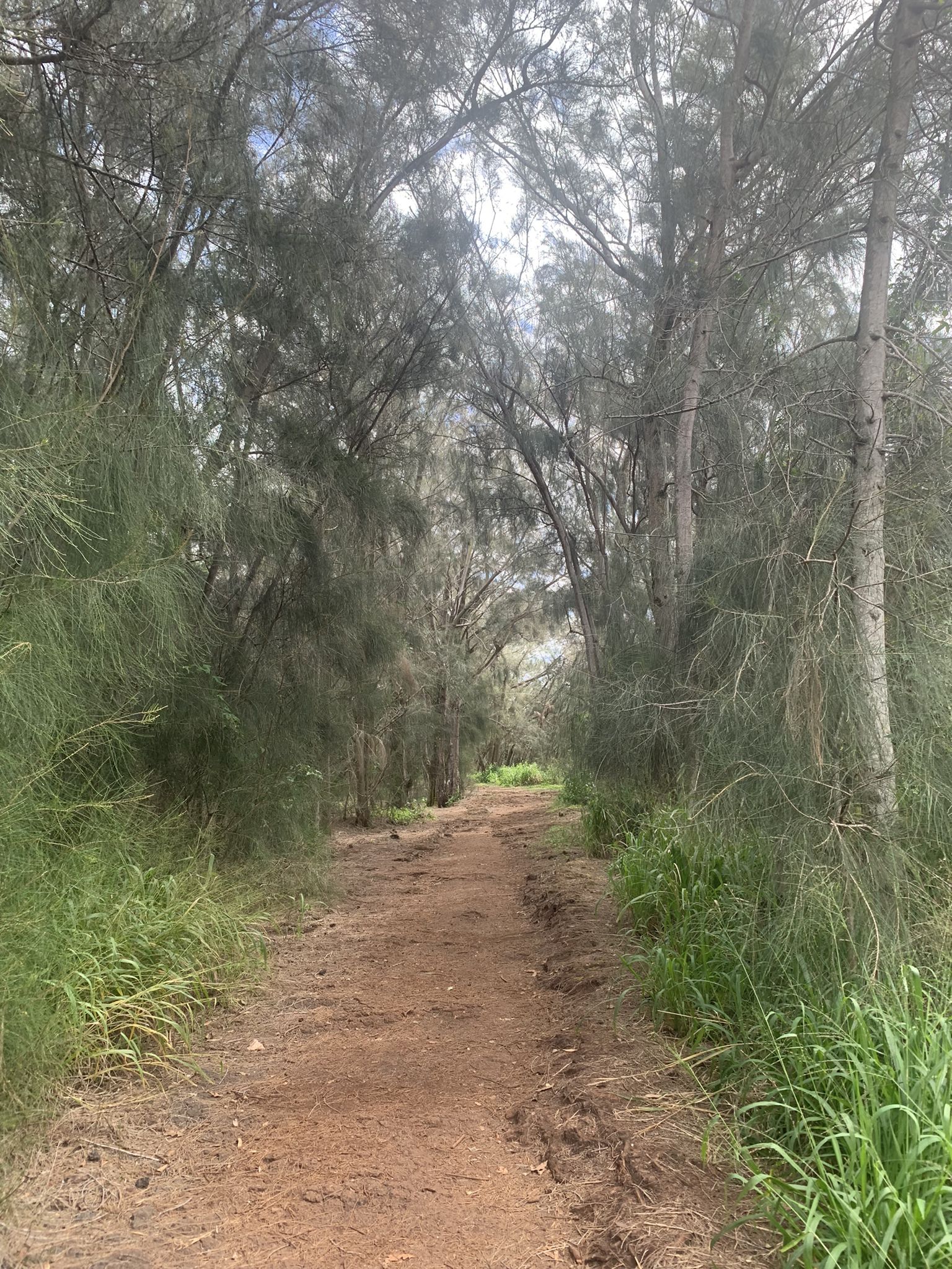 Dirt path winding through a dense forest of tall, slender trees. - Manana Ridge Trail