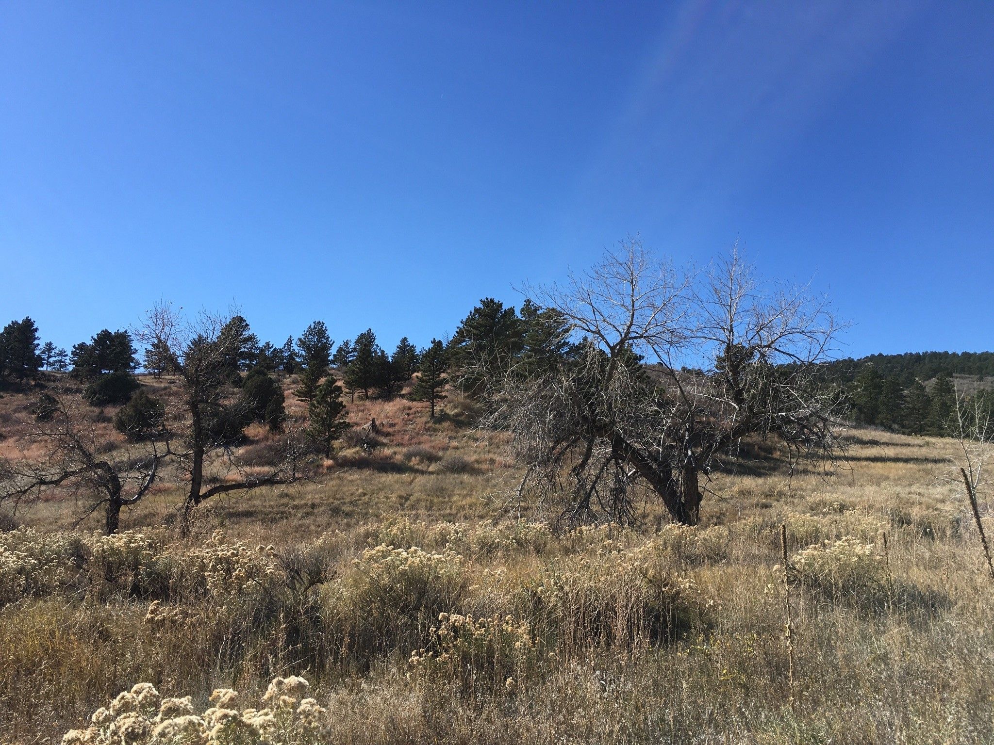 Dry, golden field with bare trees and distant pines under a bright blue sky. - Hall Ranch Loop: Nighthawk and Bitterbrush Trail