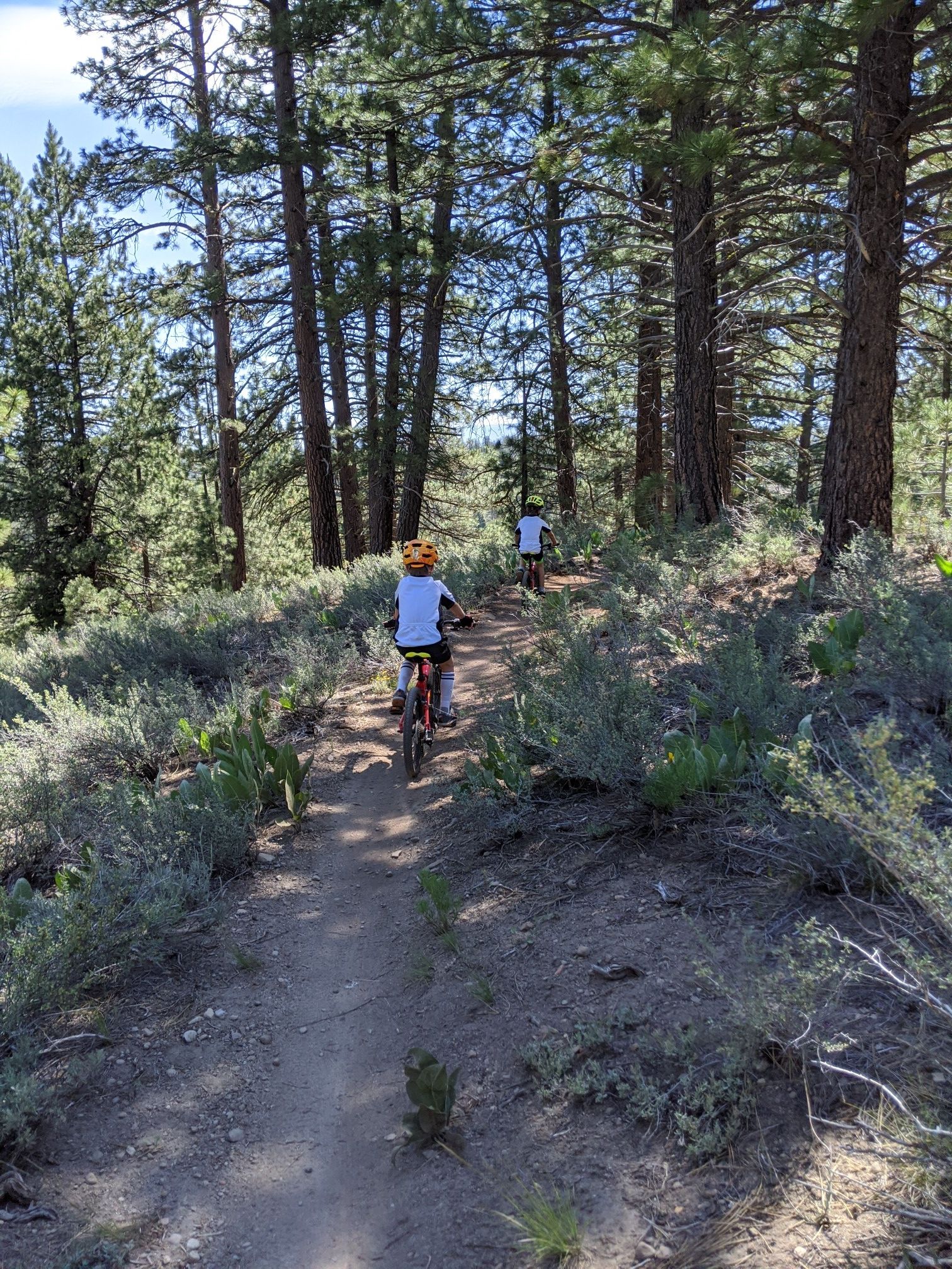 Two people mountain biking on a sunny dirt trail through a pine forest. - Prosser & Alder Creek loop
