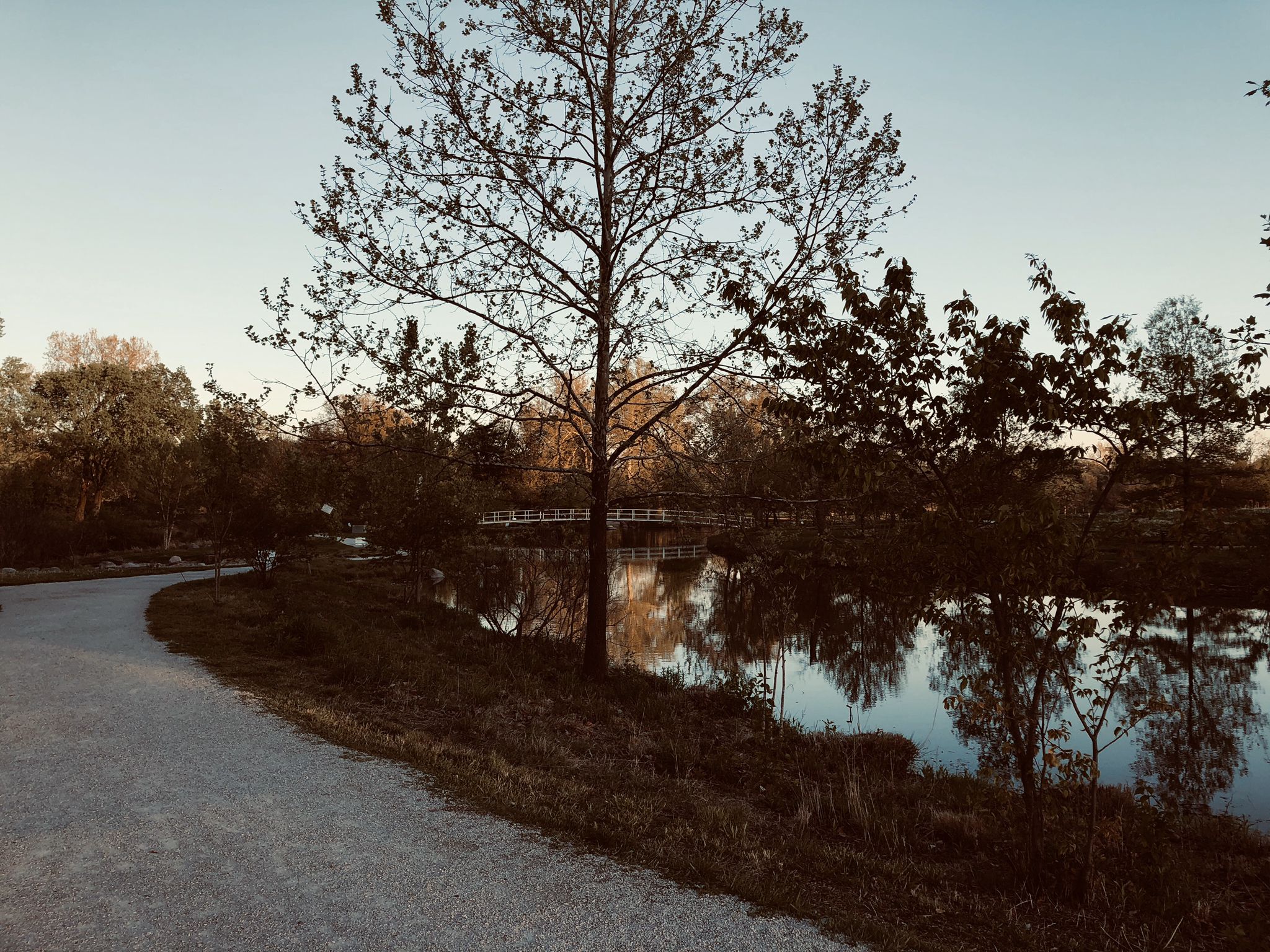 A path curves by a lake with trees and a distant bridge in soft light. - Forest Park Tour loop