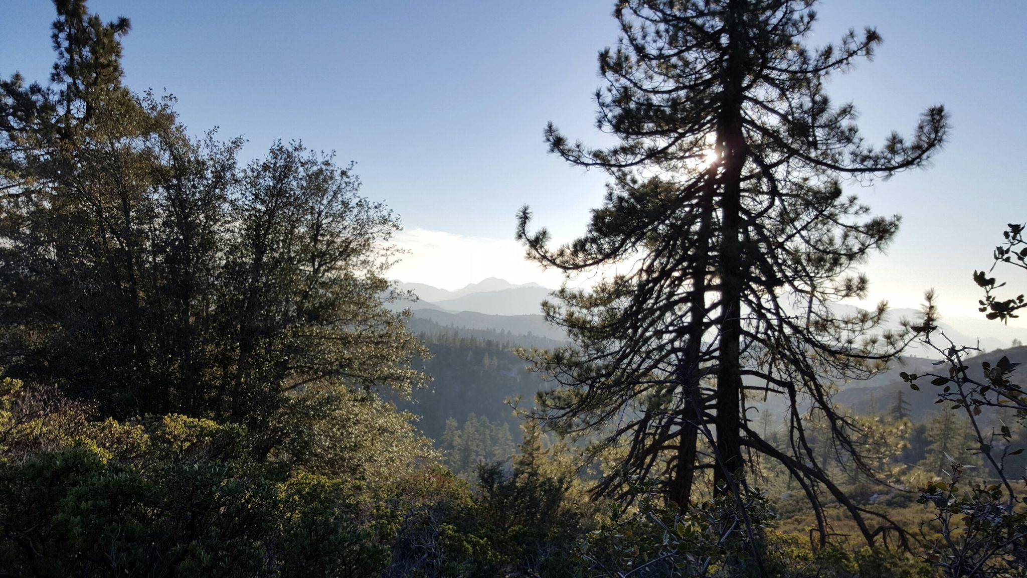 Sunlight shines through a silhouetted pine tree, overlooking a hazy mountain valley. - Silver Moccasin Trail Loop