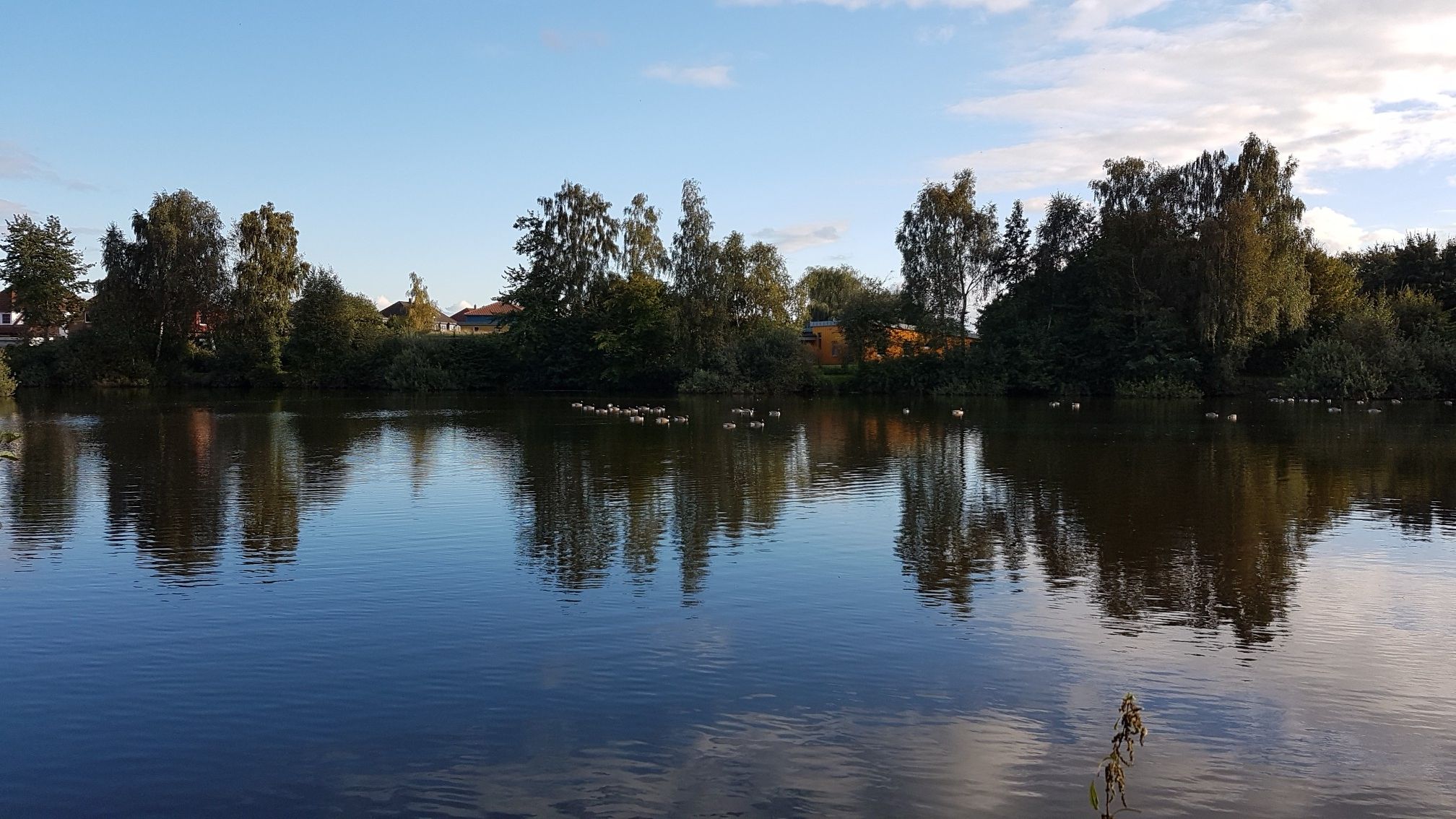 Gänse am Teich