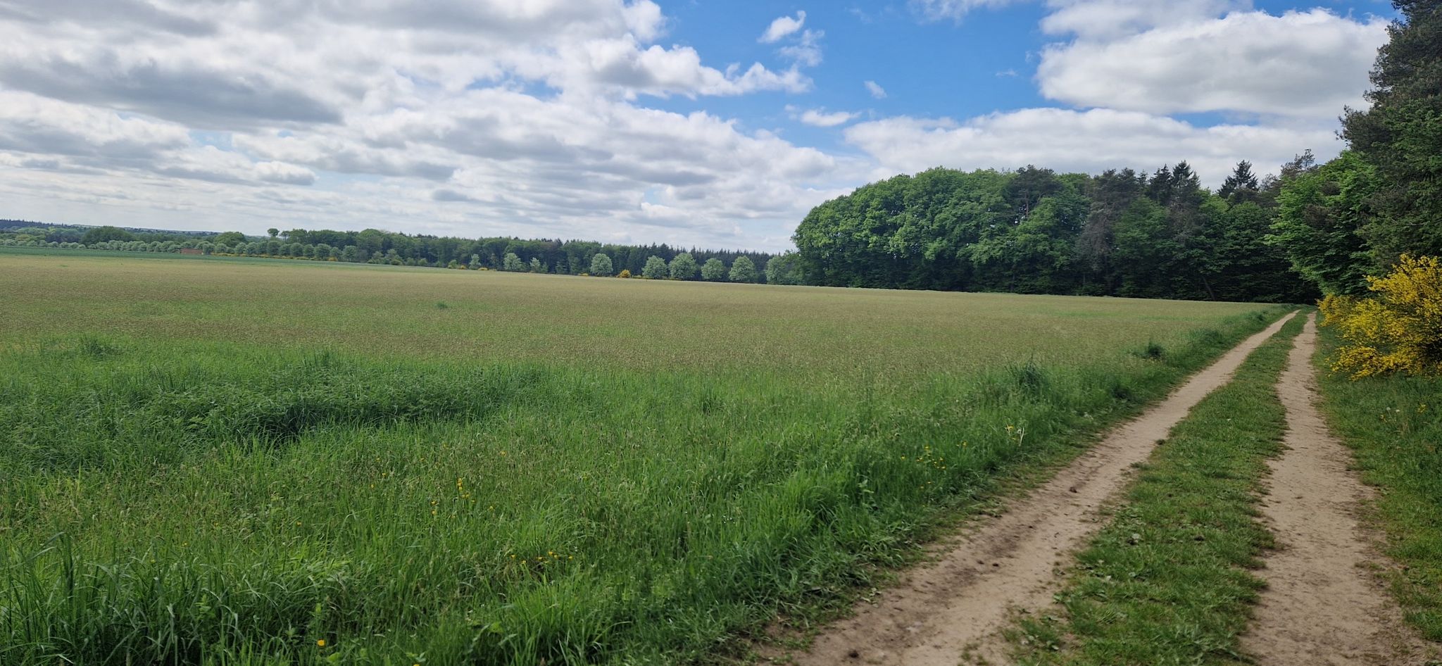 Weitsicht am Waldrand. links ist Ferschweiler
