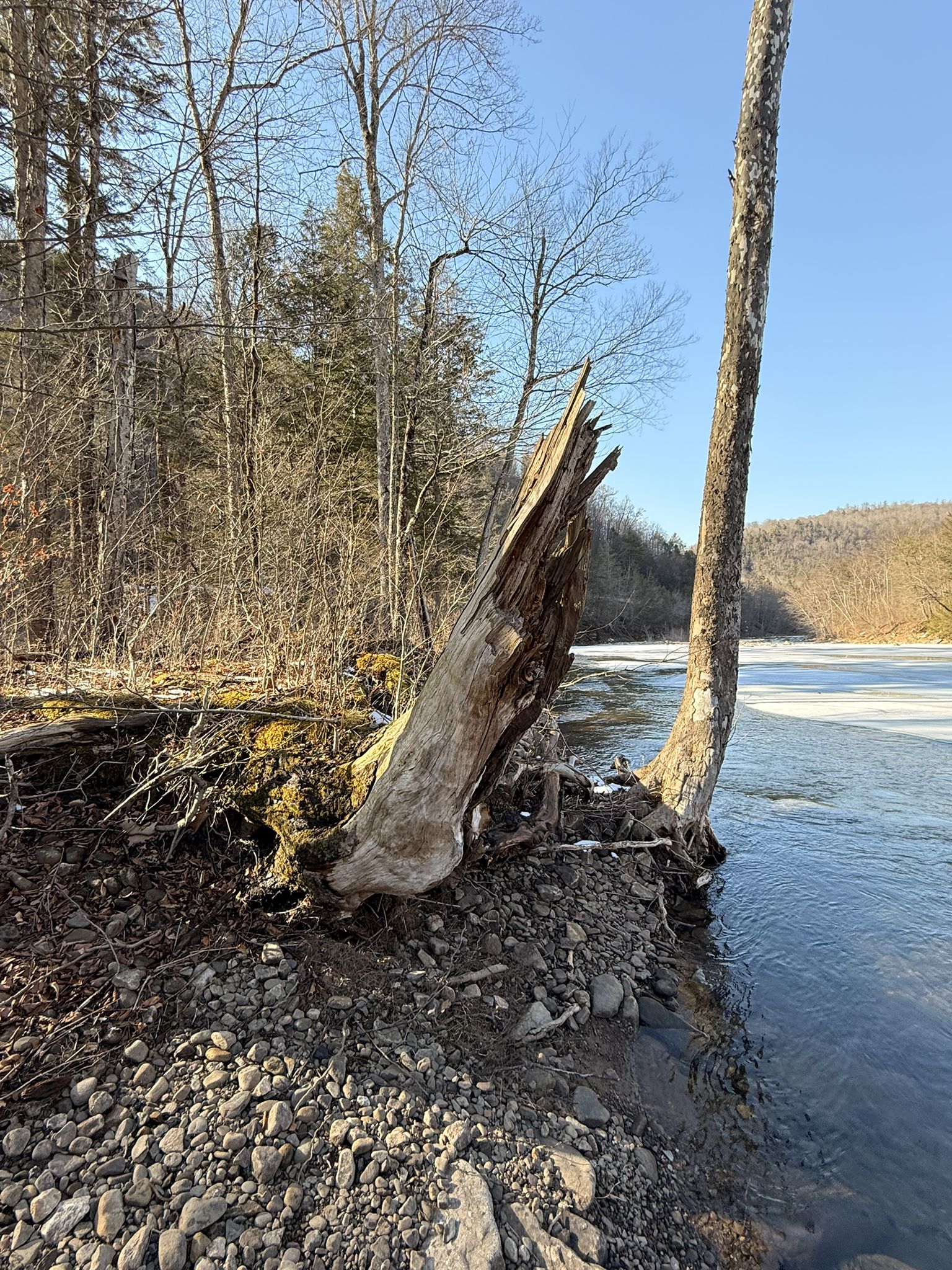 Broken tree stump on a rocky riverbank with ice and forest. - Loyalsock Canyon Vista loop from Worlds End State Park