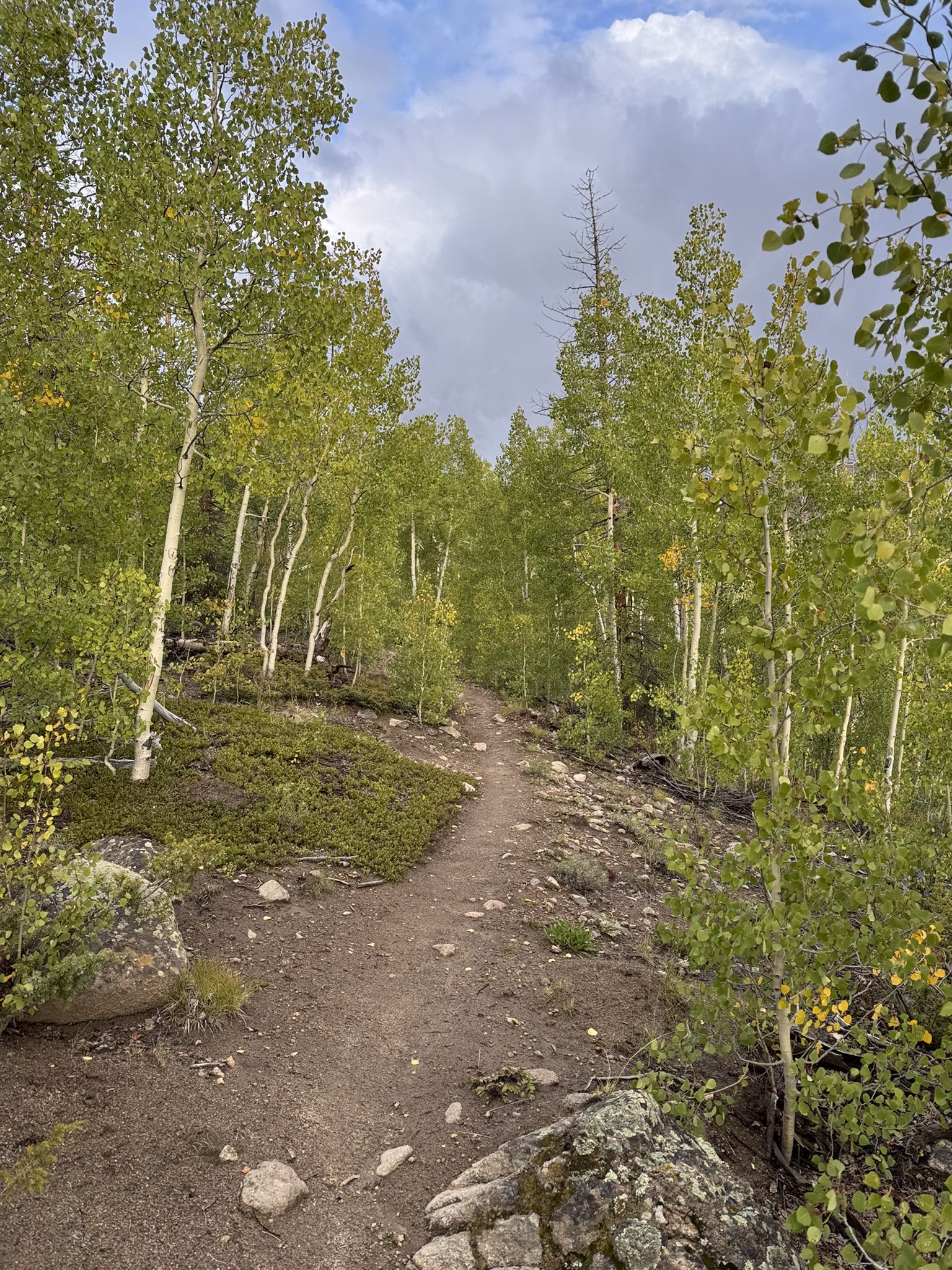 A dirt path winds through a vibrant aspen forest under an overcast sky. - Colorado Trail: Segment 21